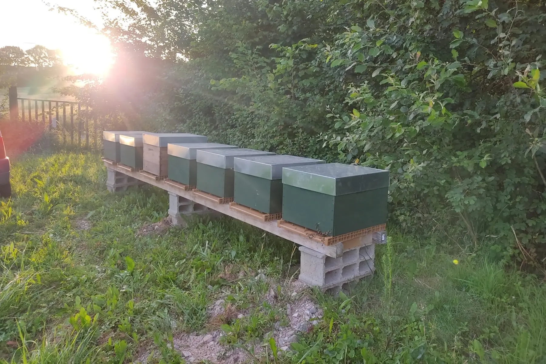 les abeilles de nico