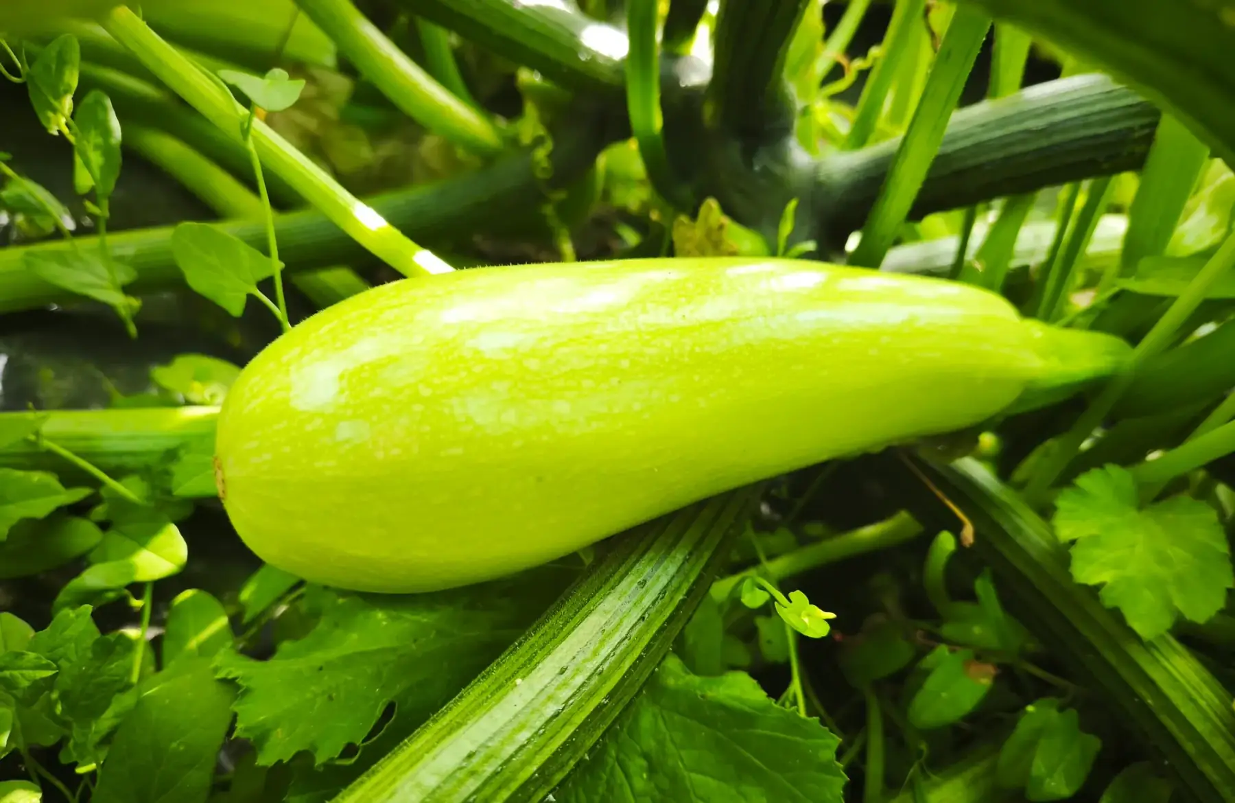 Courgette vert pâle