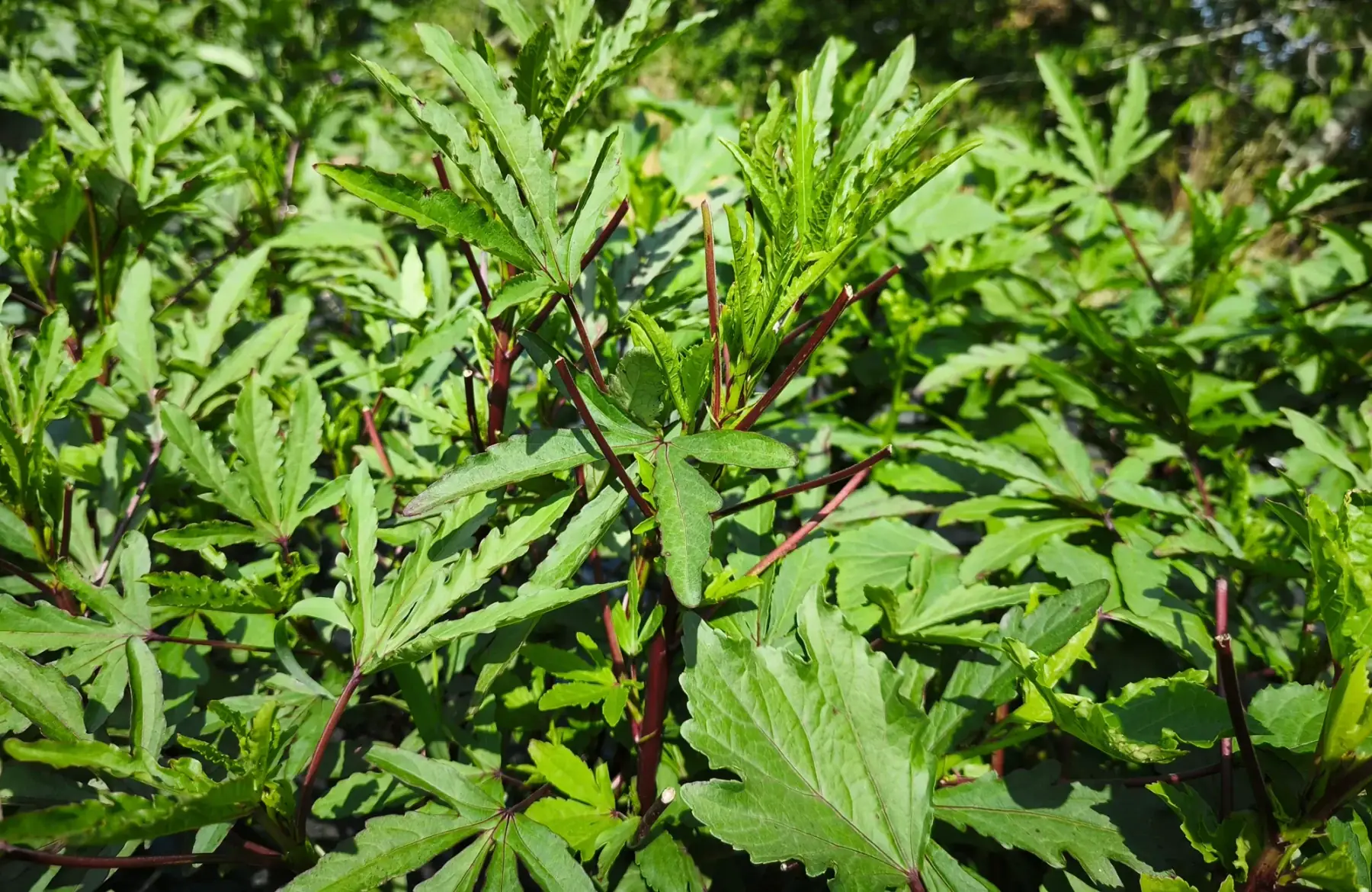 Oseille de Guinée (feuilles)