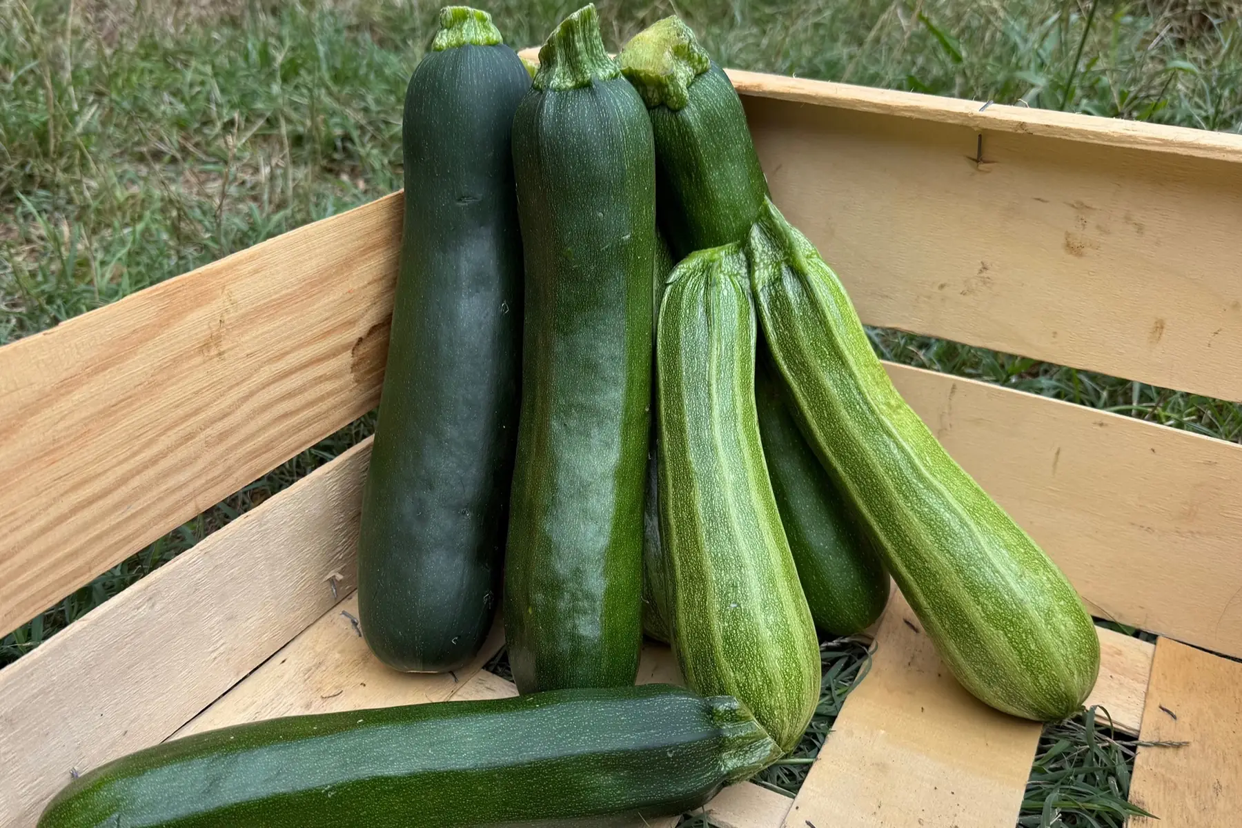 courgettes vertes
