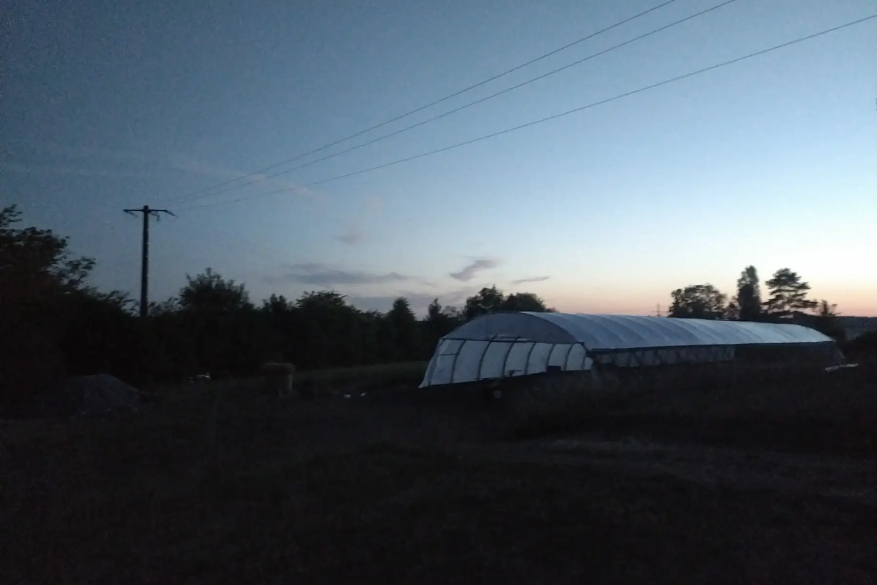 le jardin des collemboles