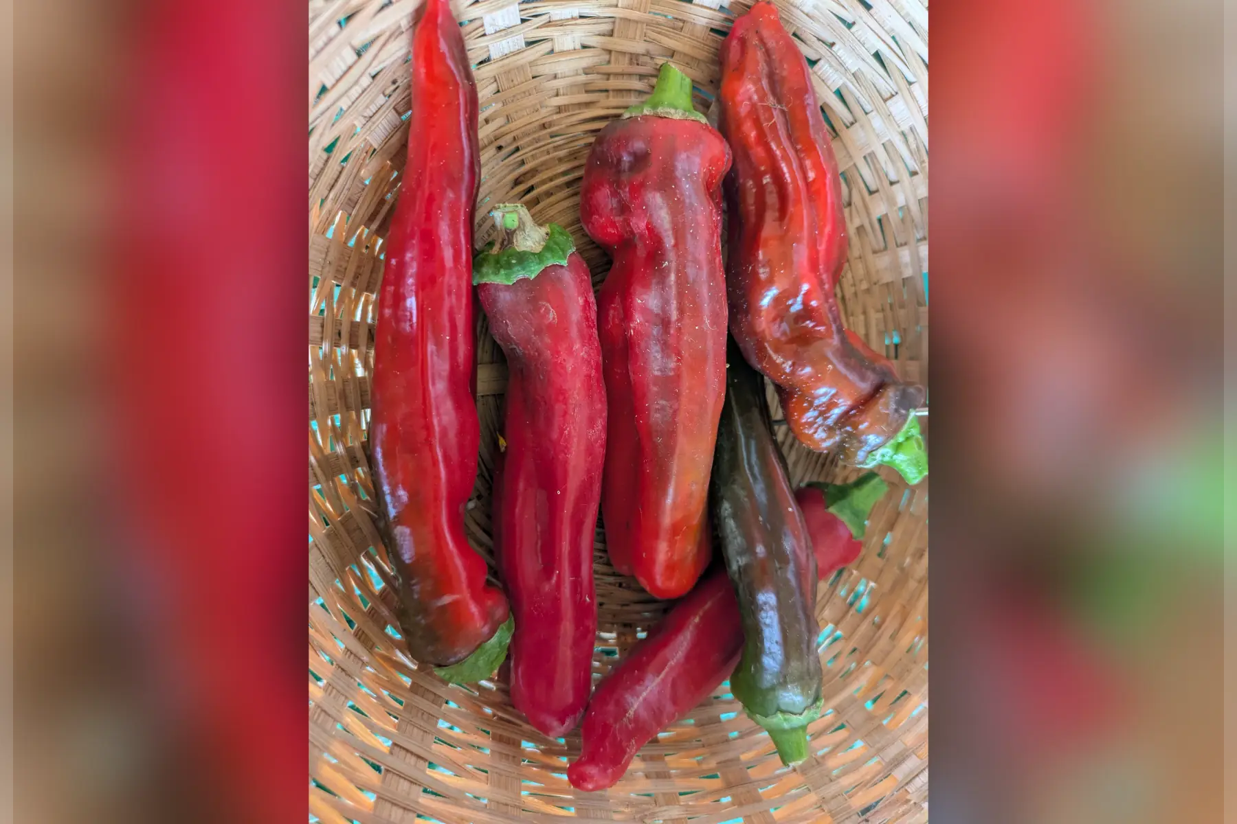 Piments (doux)