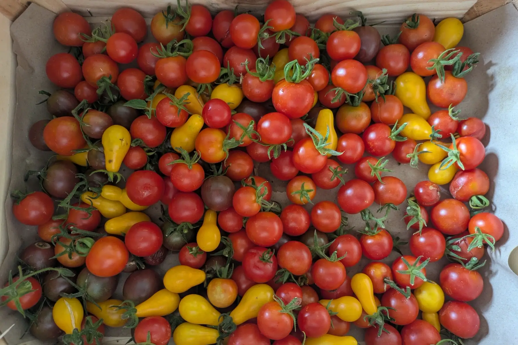 Tomates cerises