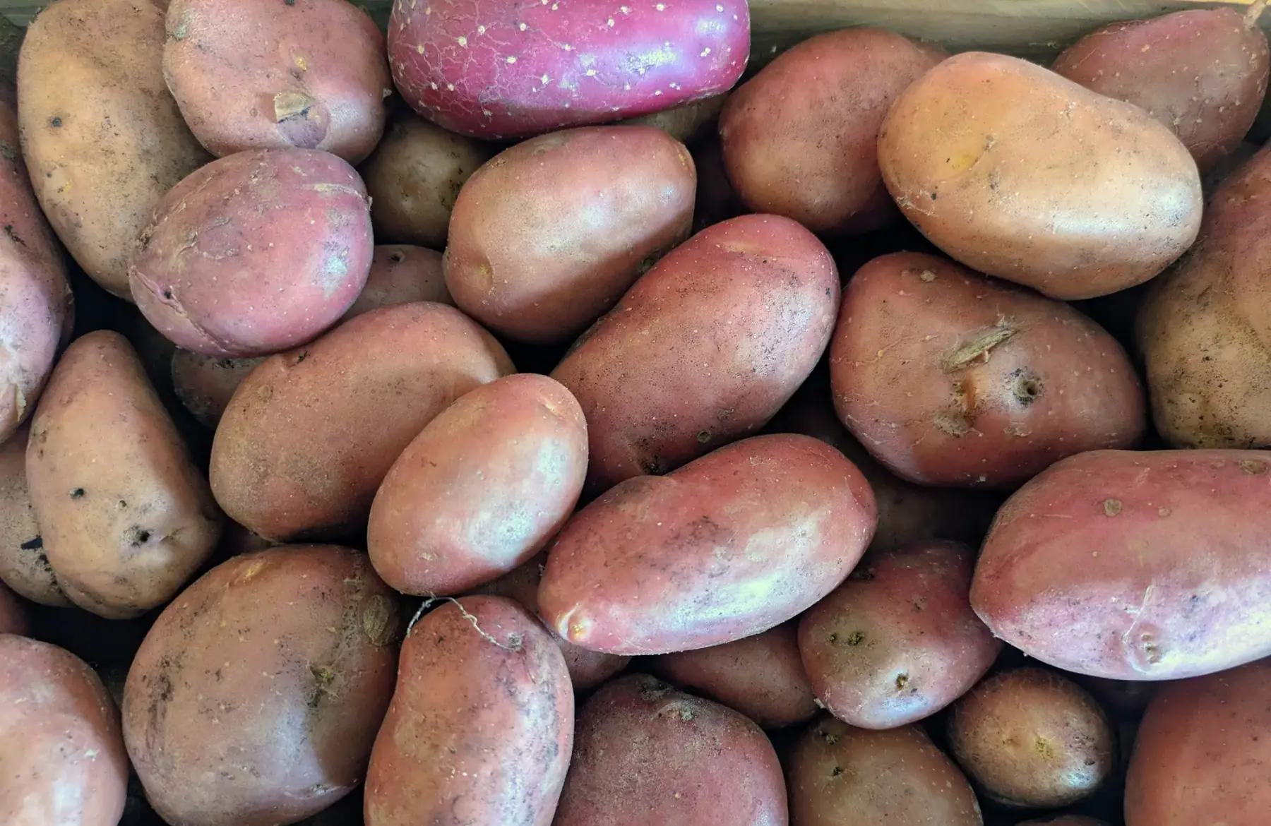 Pommes de terre Rouges à chair jaune