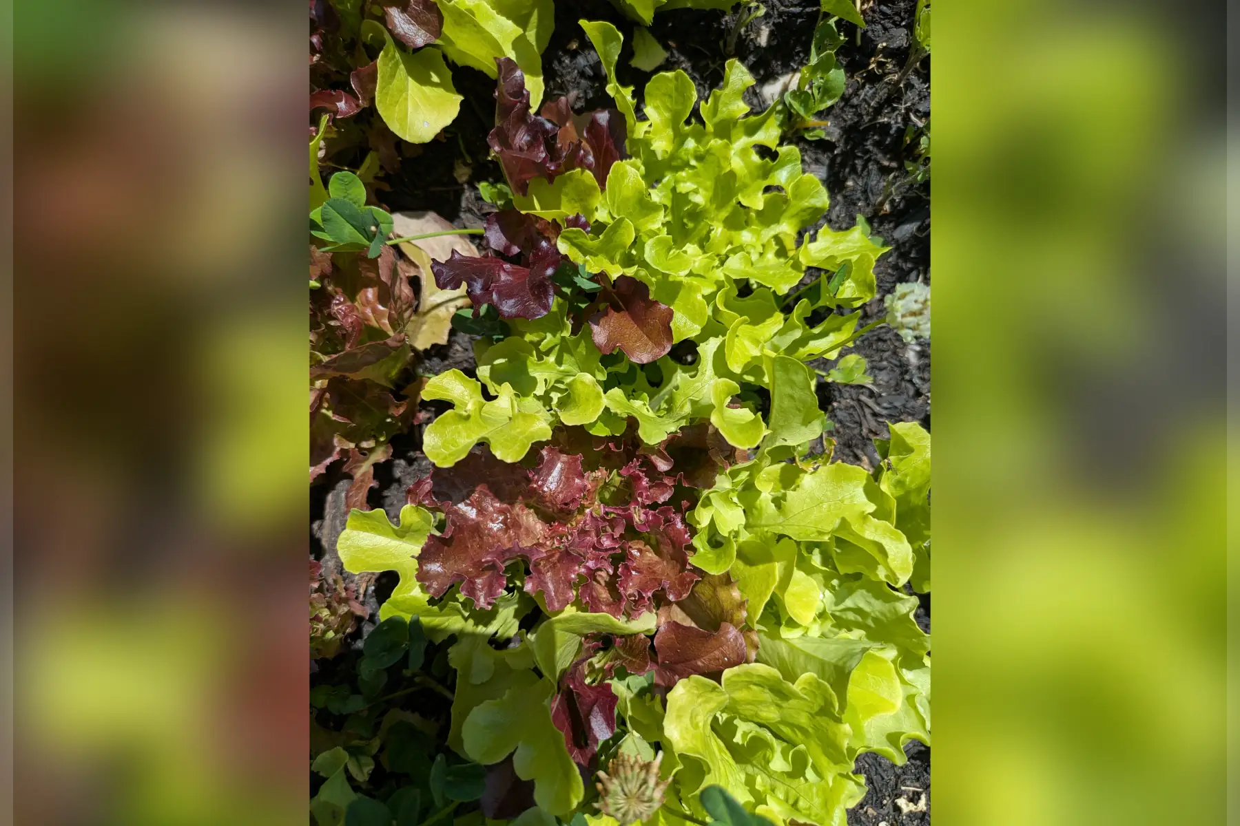 Mesclun de jeunes pousses