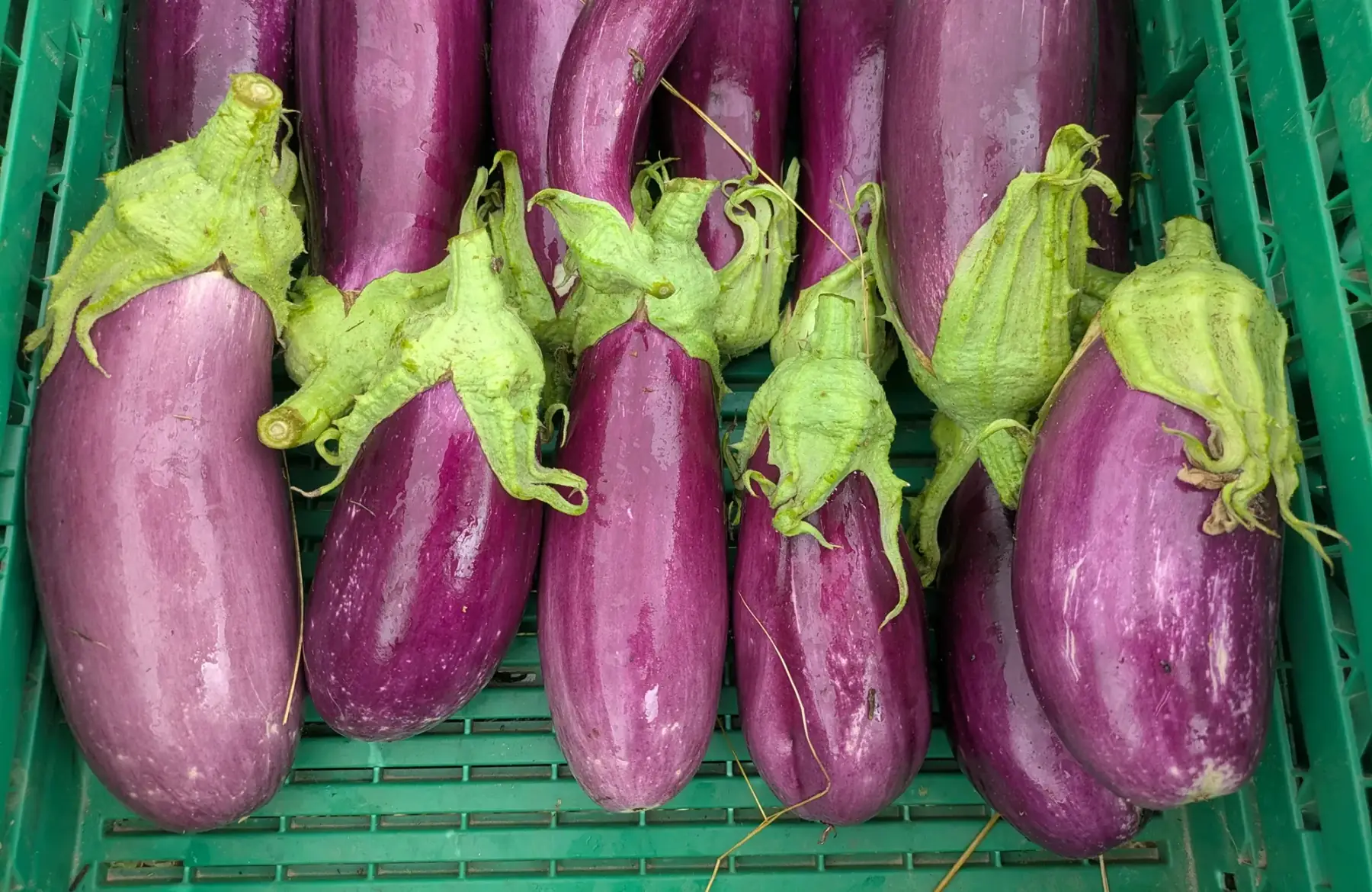 Aubergines