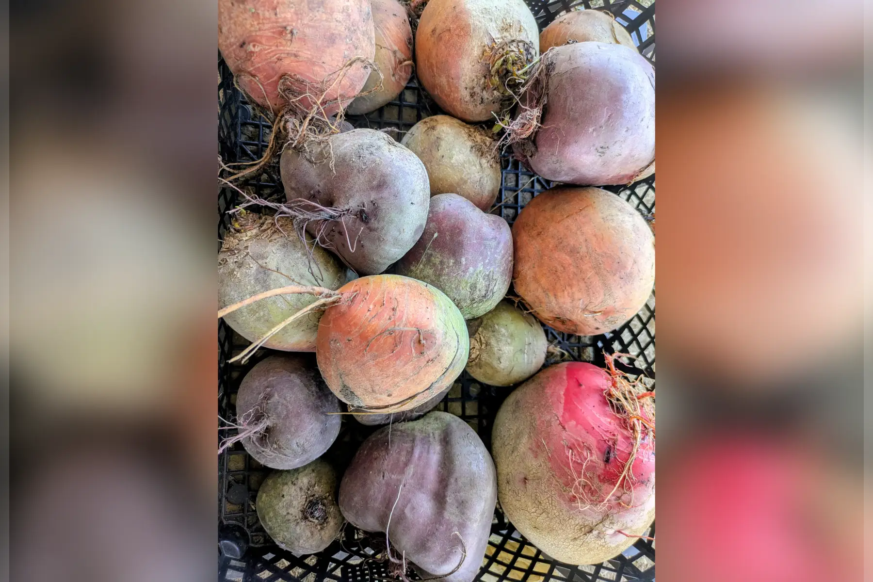 Betteraves vrac (variétés selon récolte)