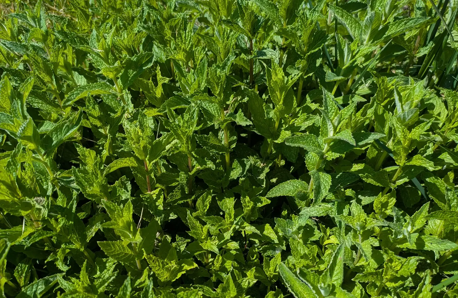 Menthe