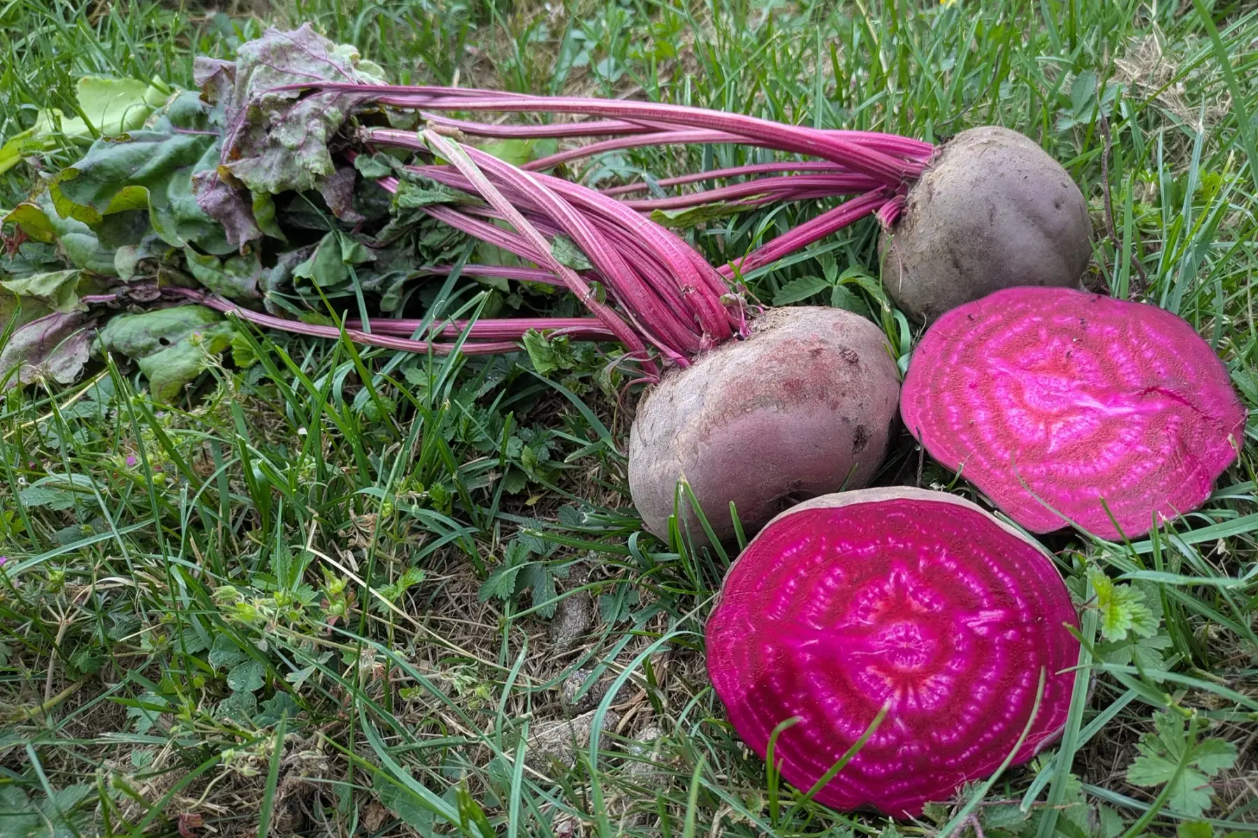 Betteraves Rouges