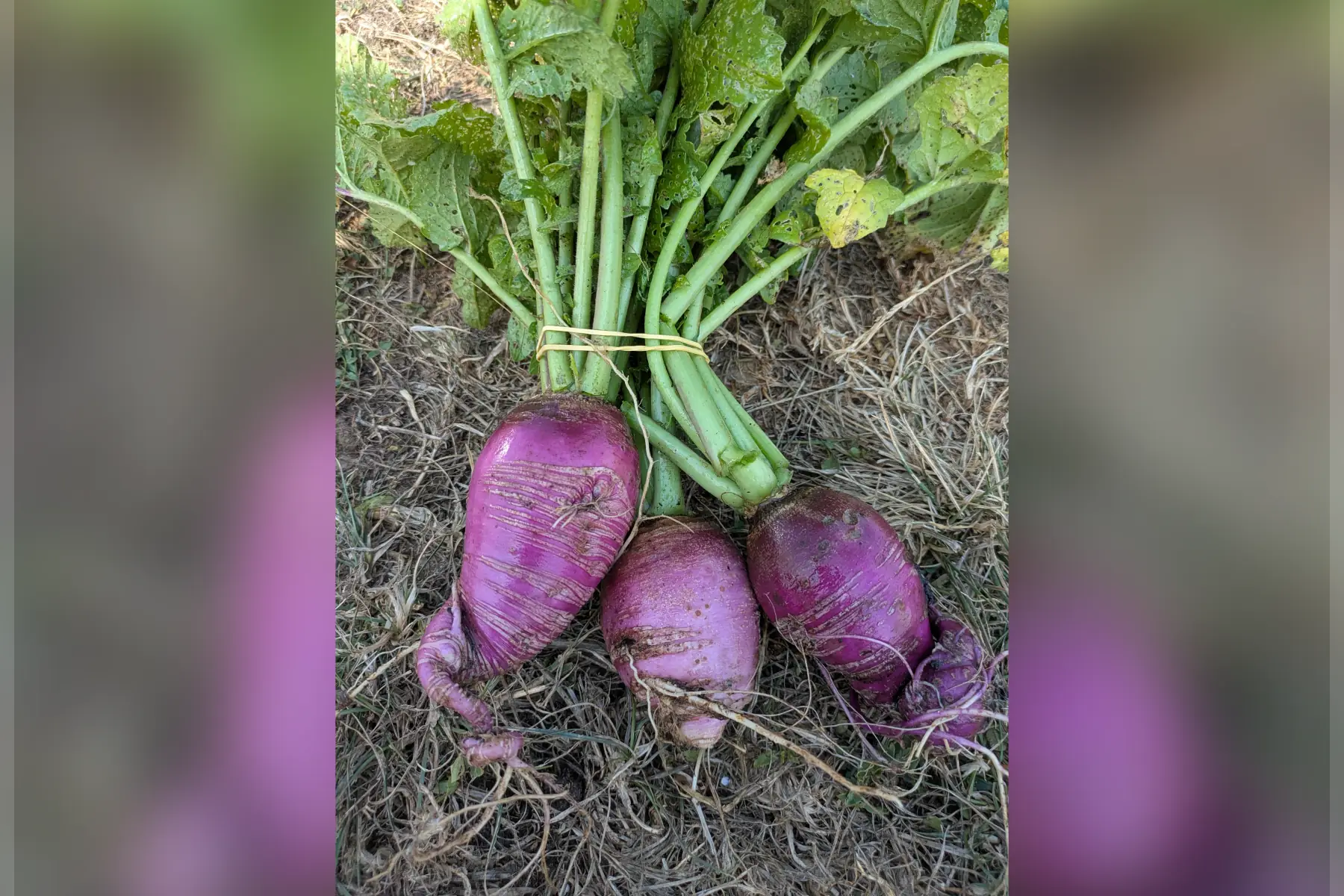 Radis rave (radis d'hiver)