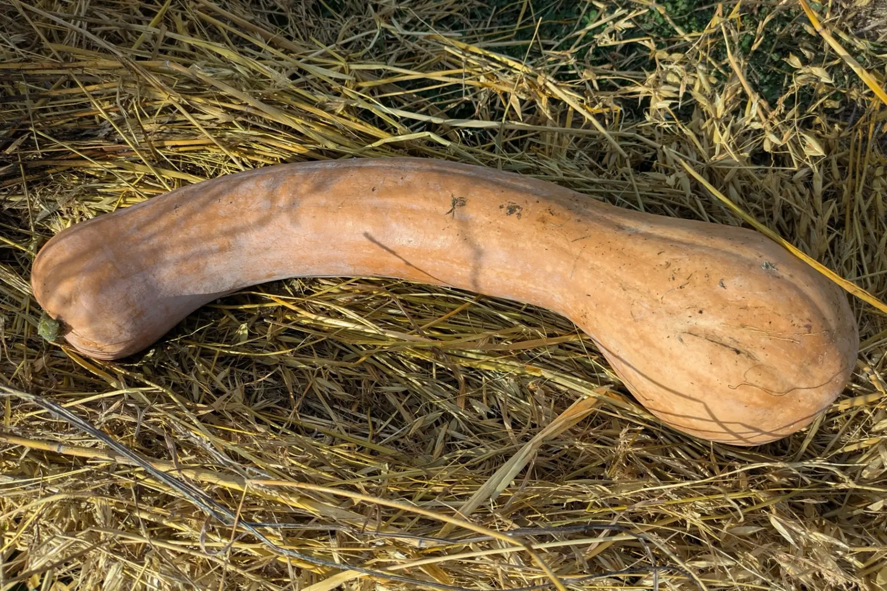 Courge longue de Nice (en tranche)