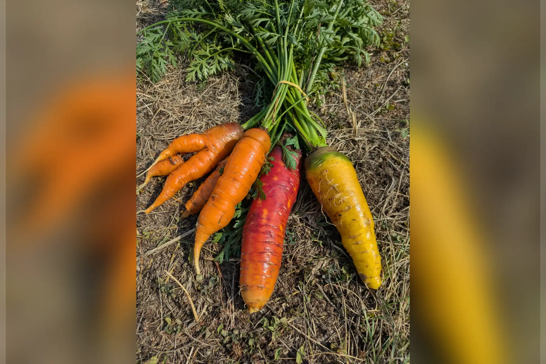 Carottes botte
