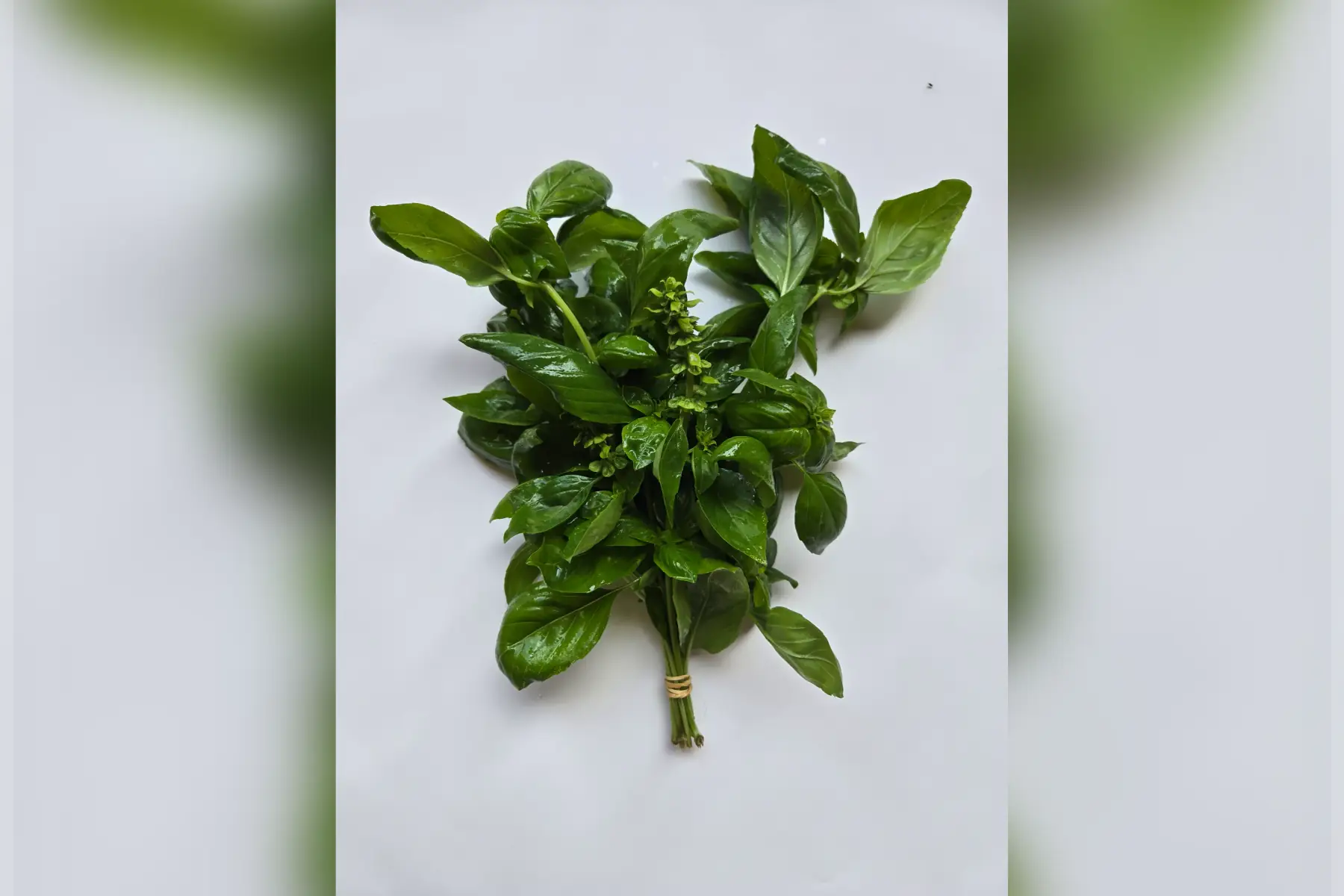 Basilic