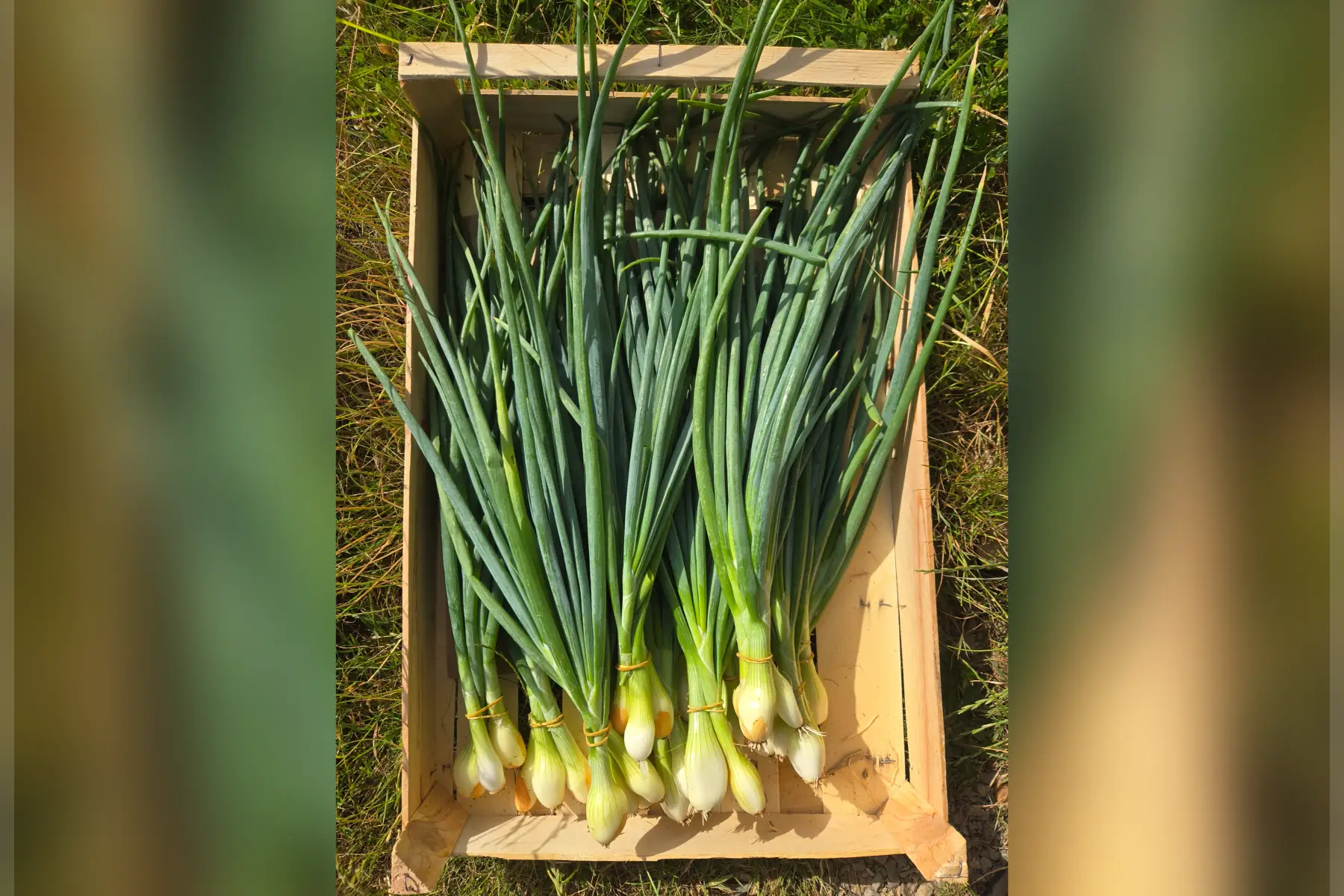 Oignons bottes