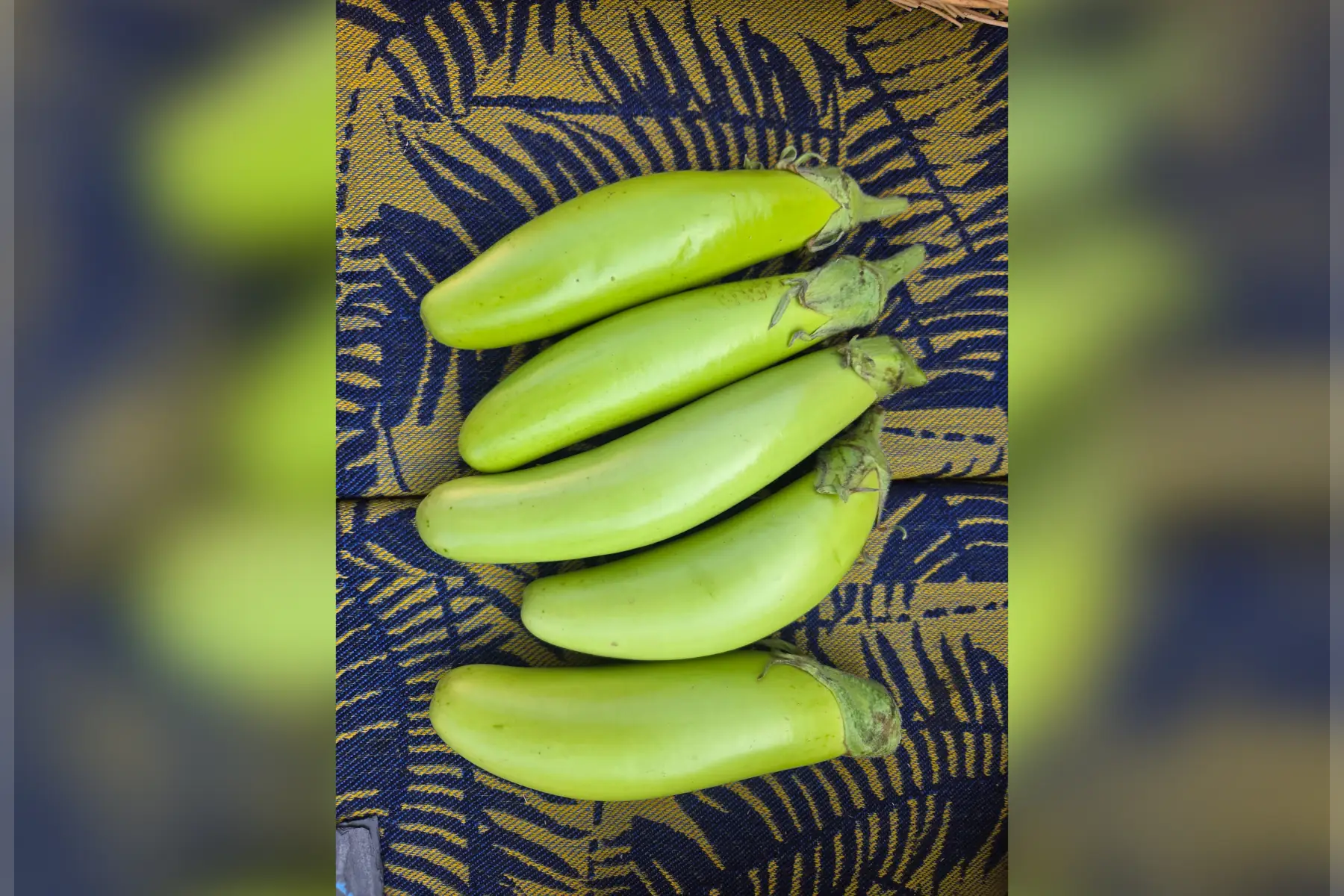 Aubergines vertes