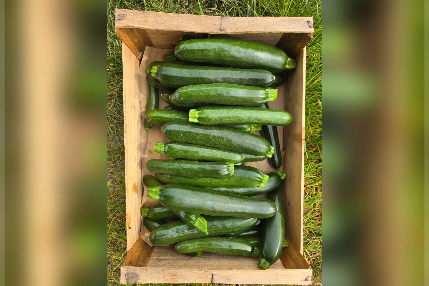 Courgettes