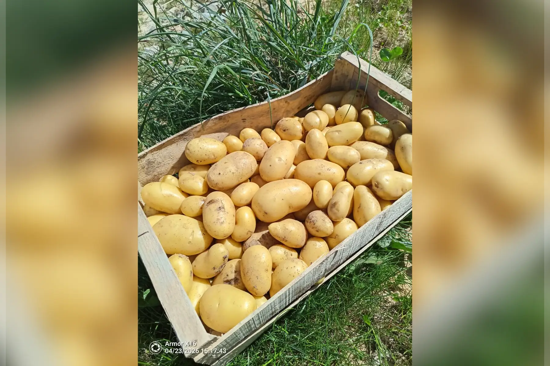 Pommes de terre nouvelles