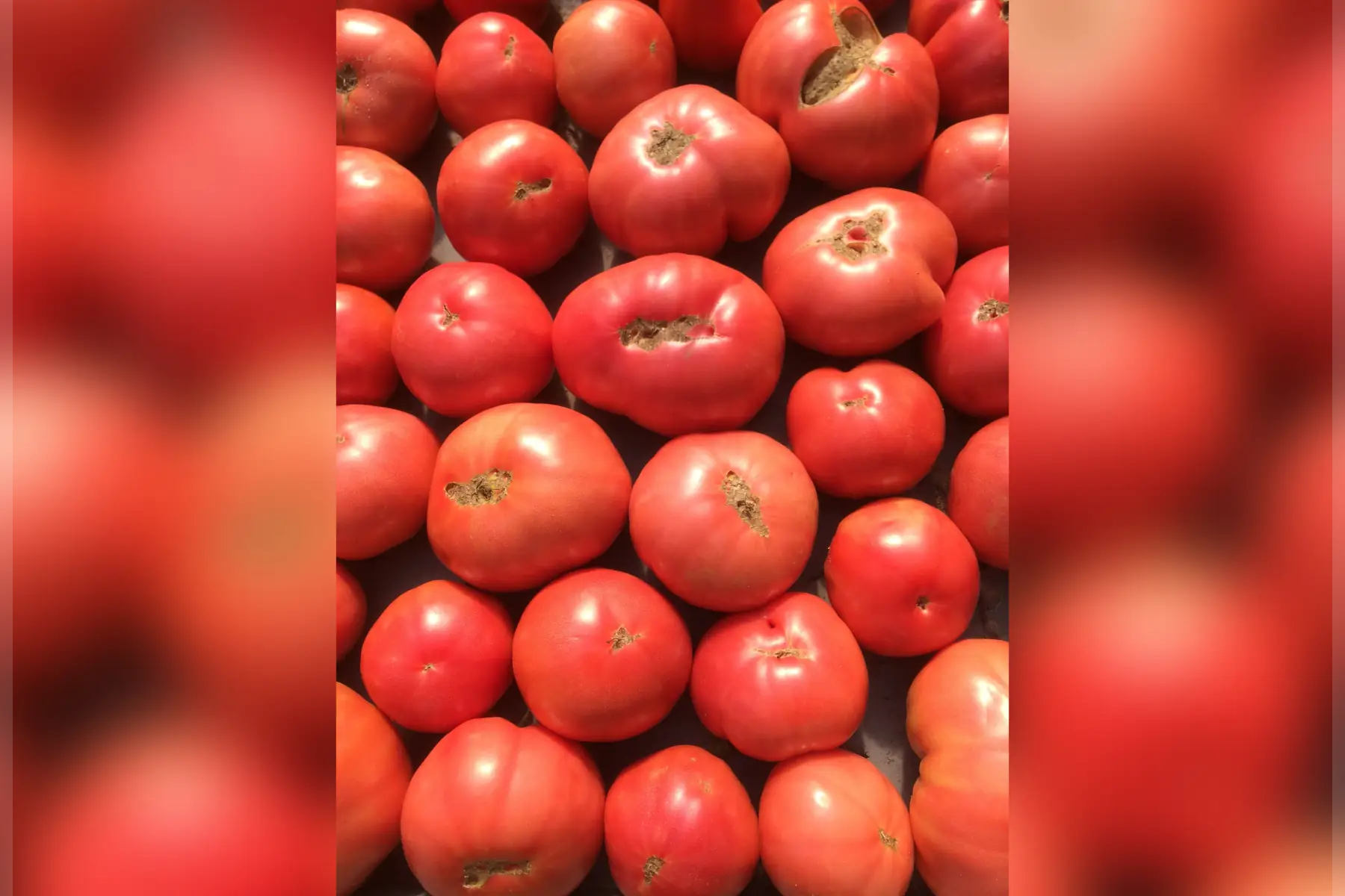 Matthieu GOUPIL - Les Légumes Verts