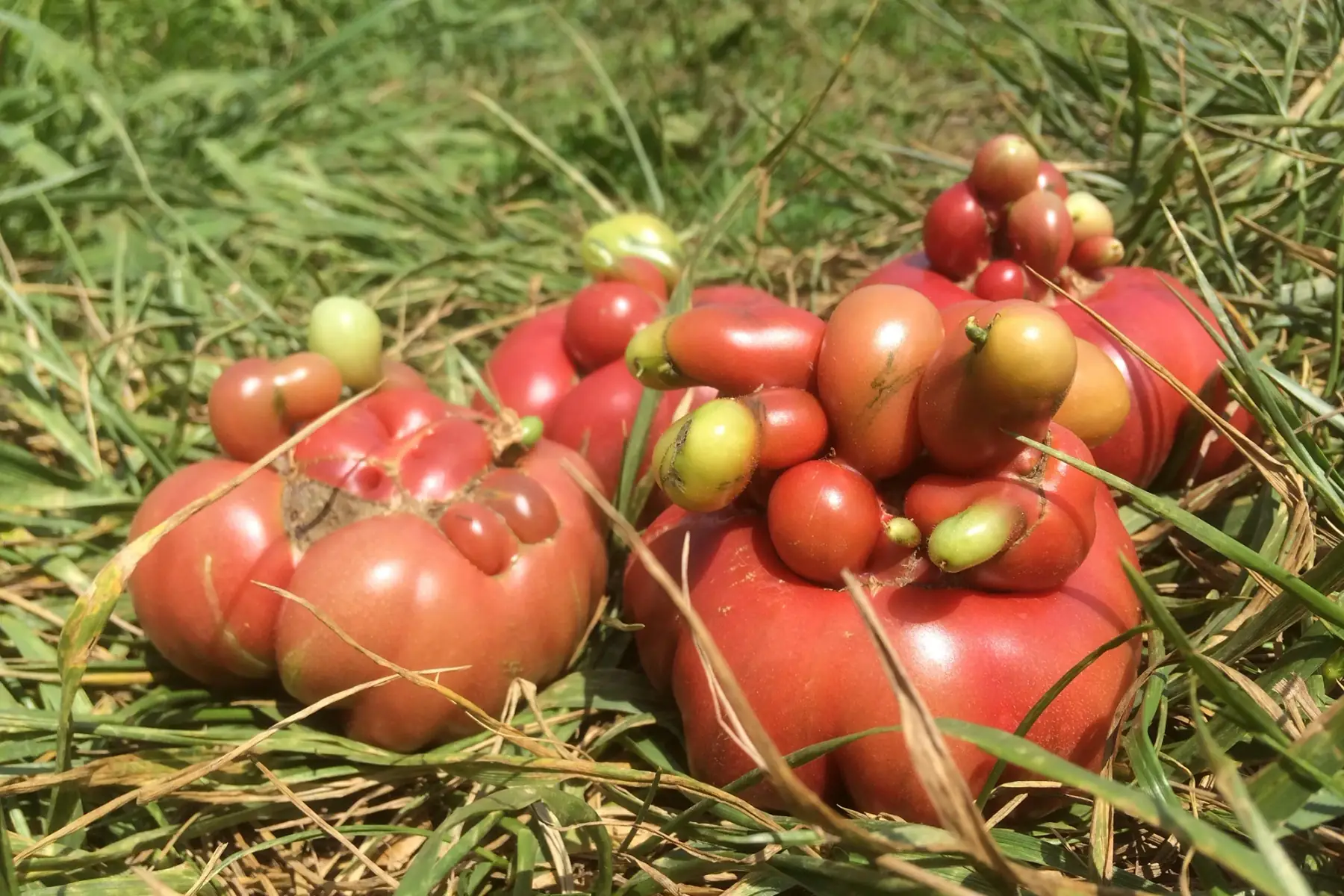 Matthieu GOUPIL - Les Légumes Verts