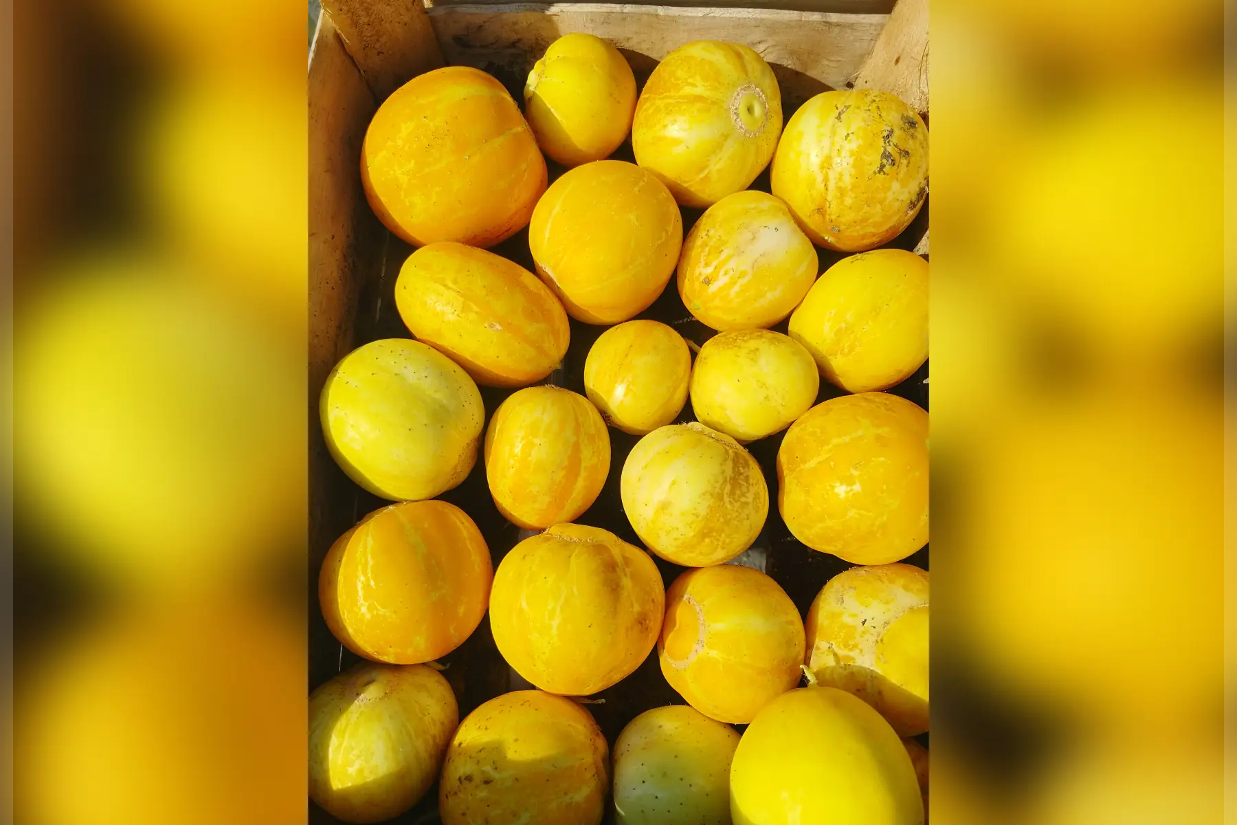 Concombre citron