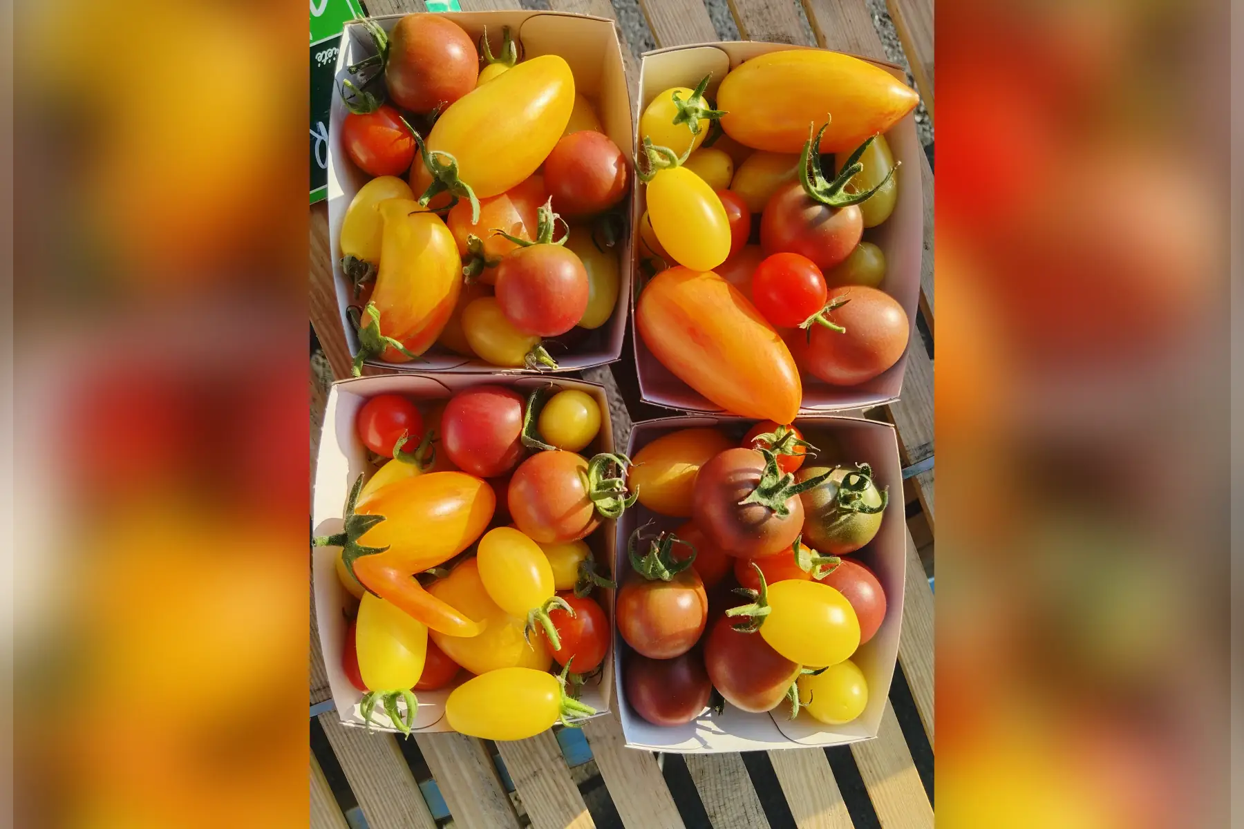 Tomates cerises 300g