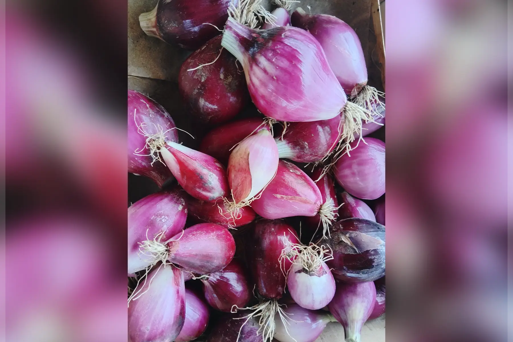 Oignons rouge frais vrac