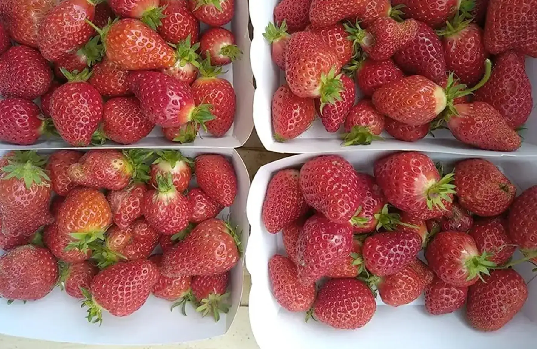 Fraises