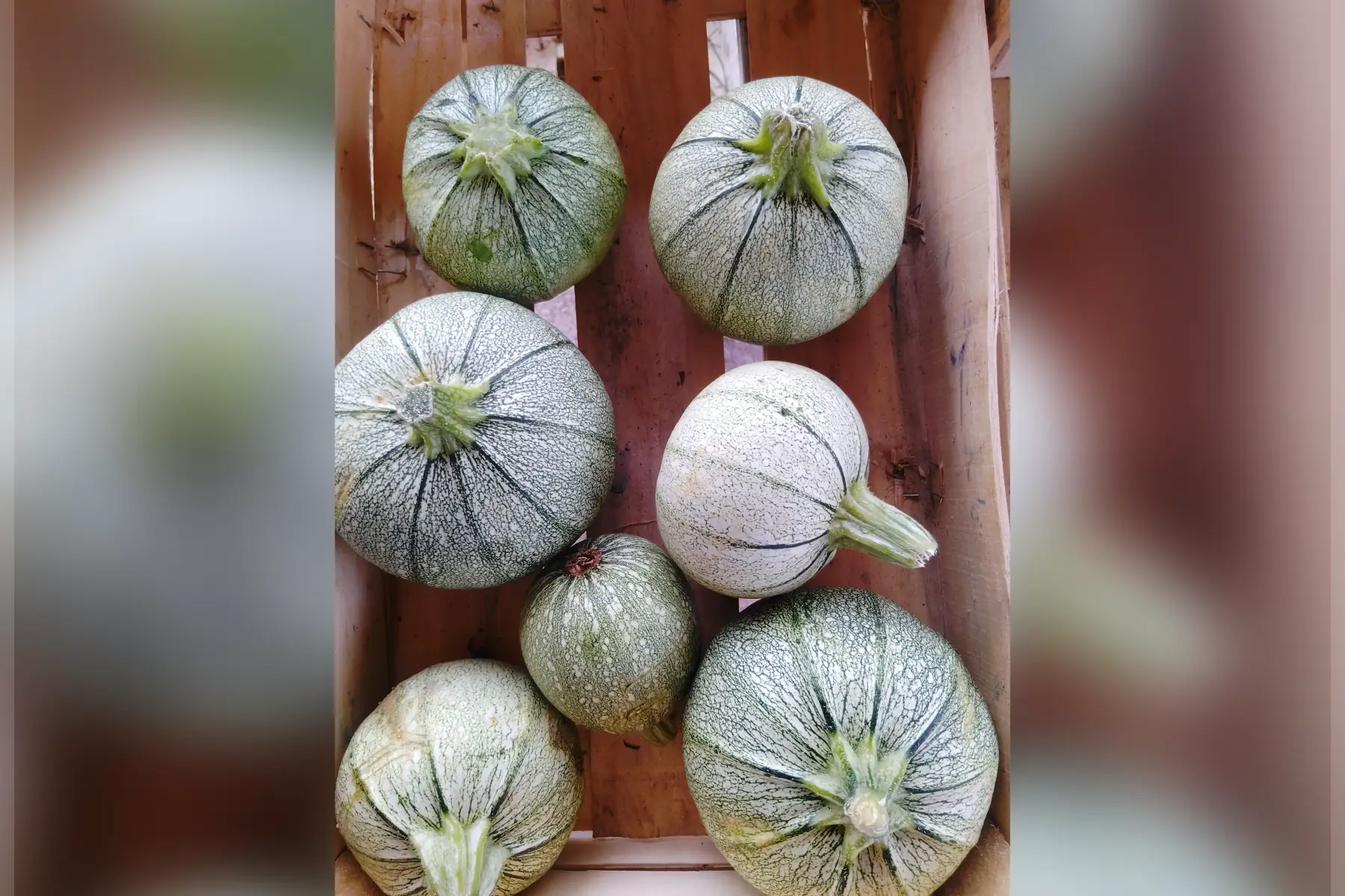 Courgette ronde