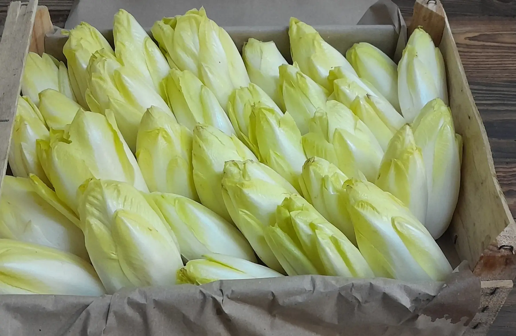 Endive