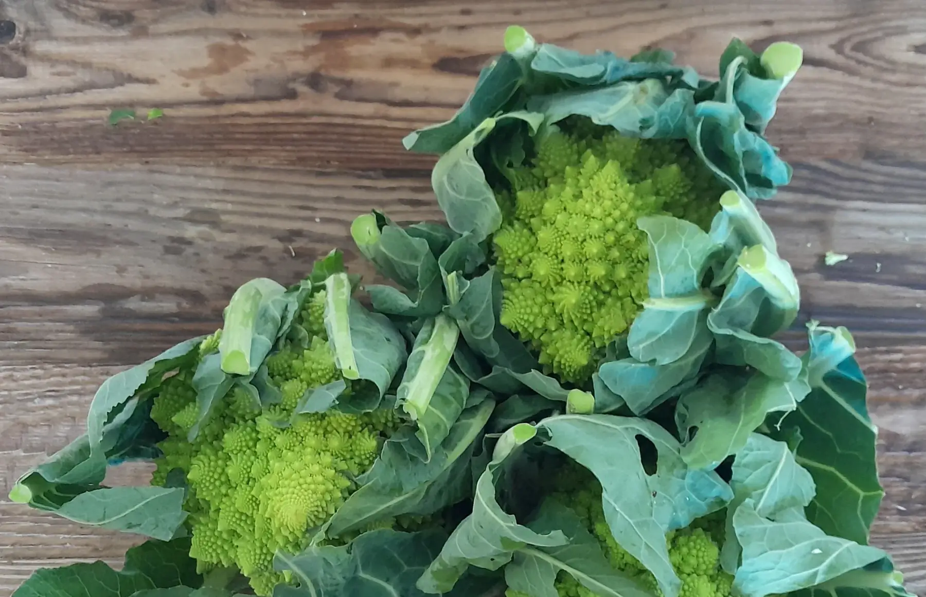 Chou Romanesco