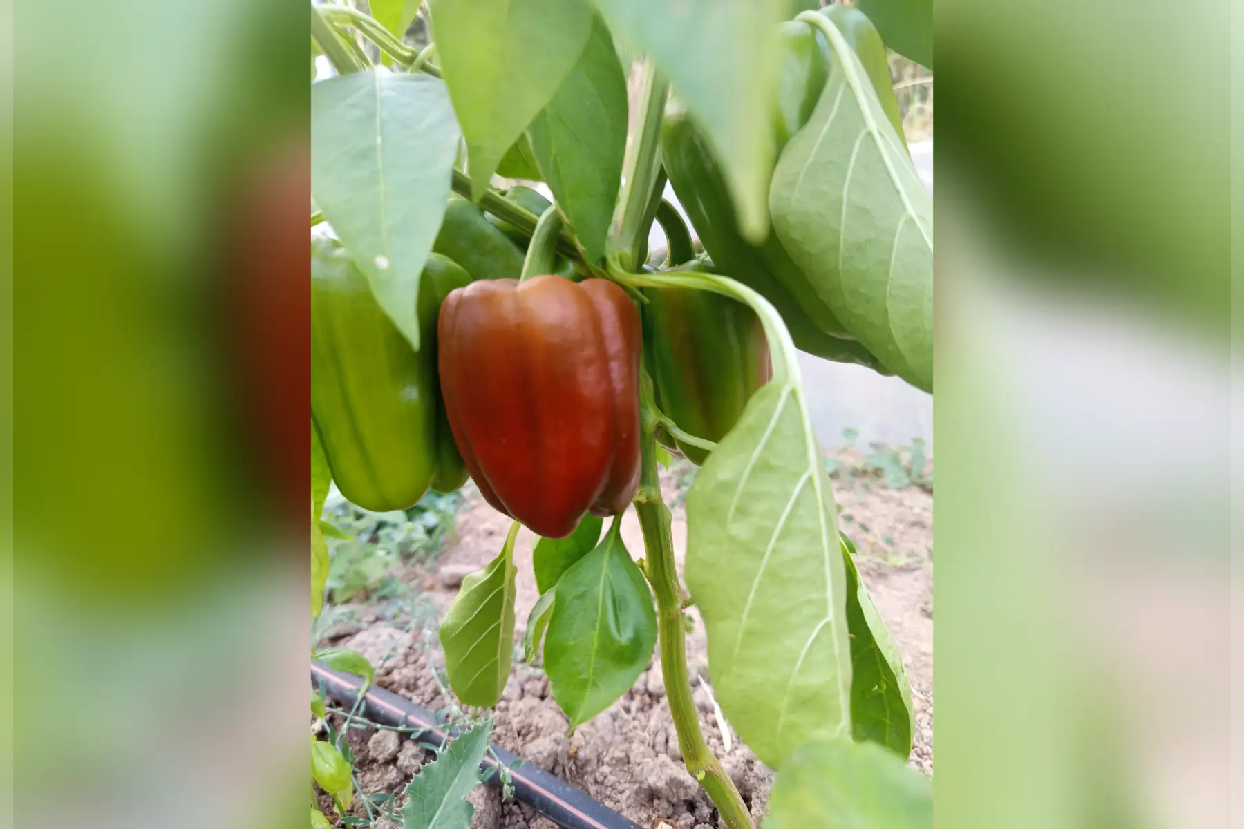 Poivron rouge