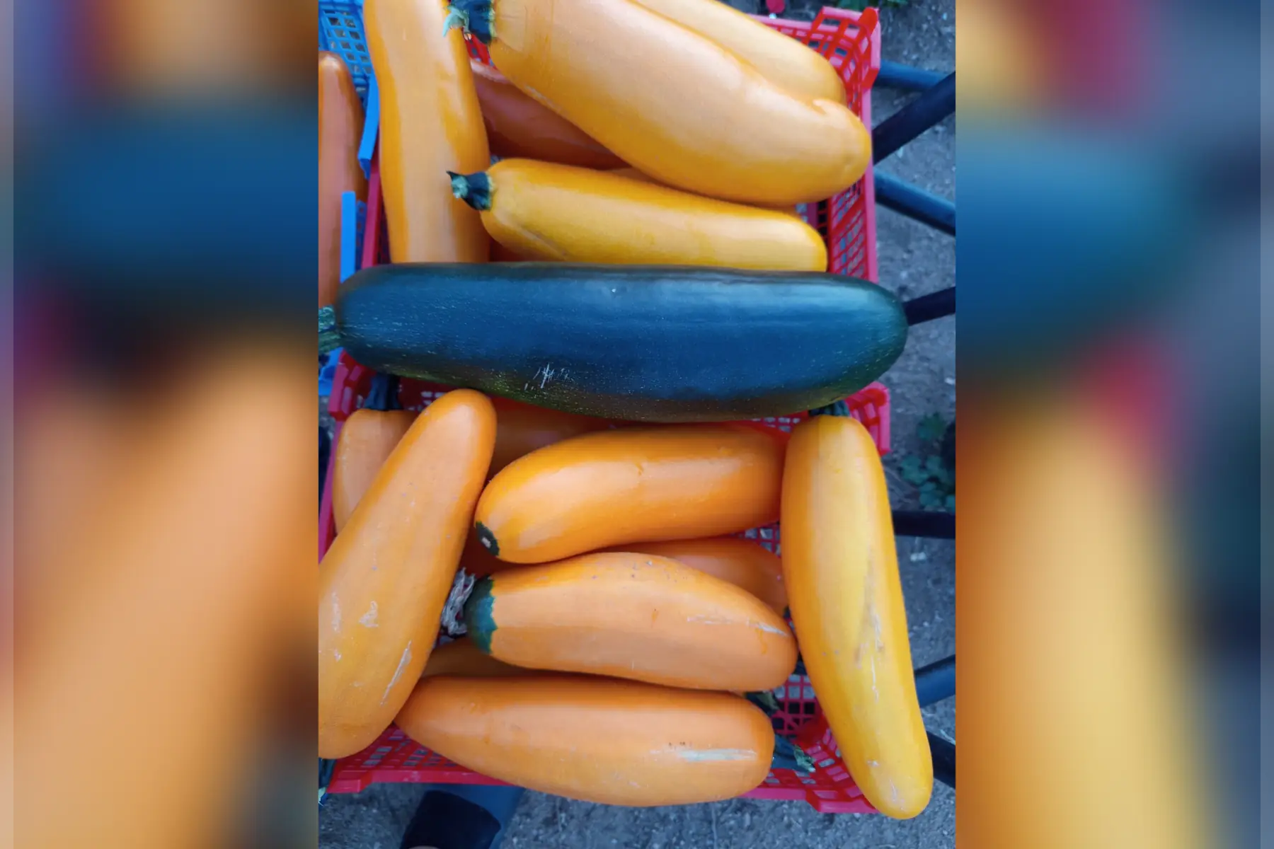Grosse Courgette à farcir