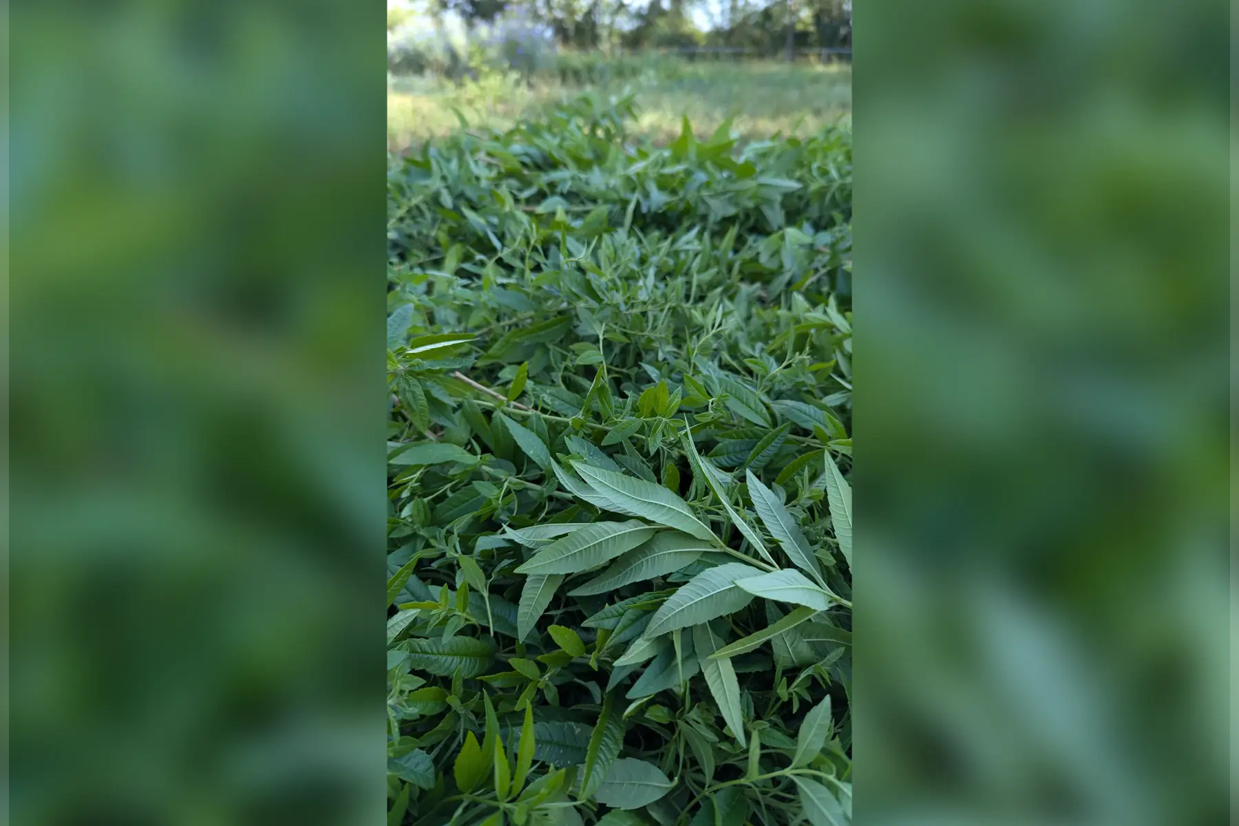 Sirop Verveine citronnée