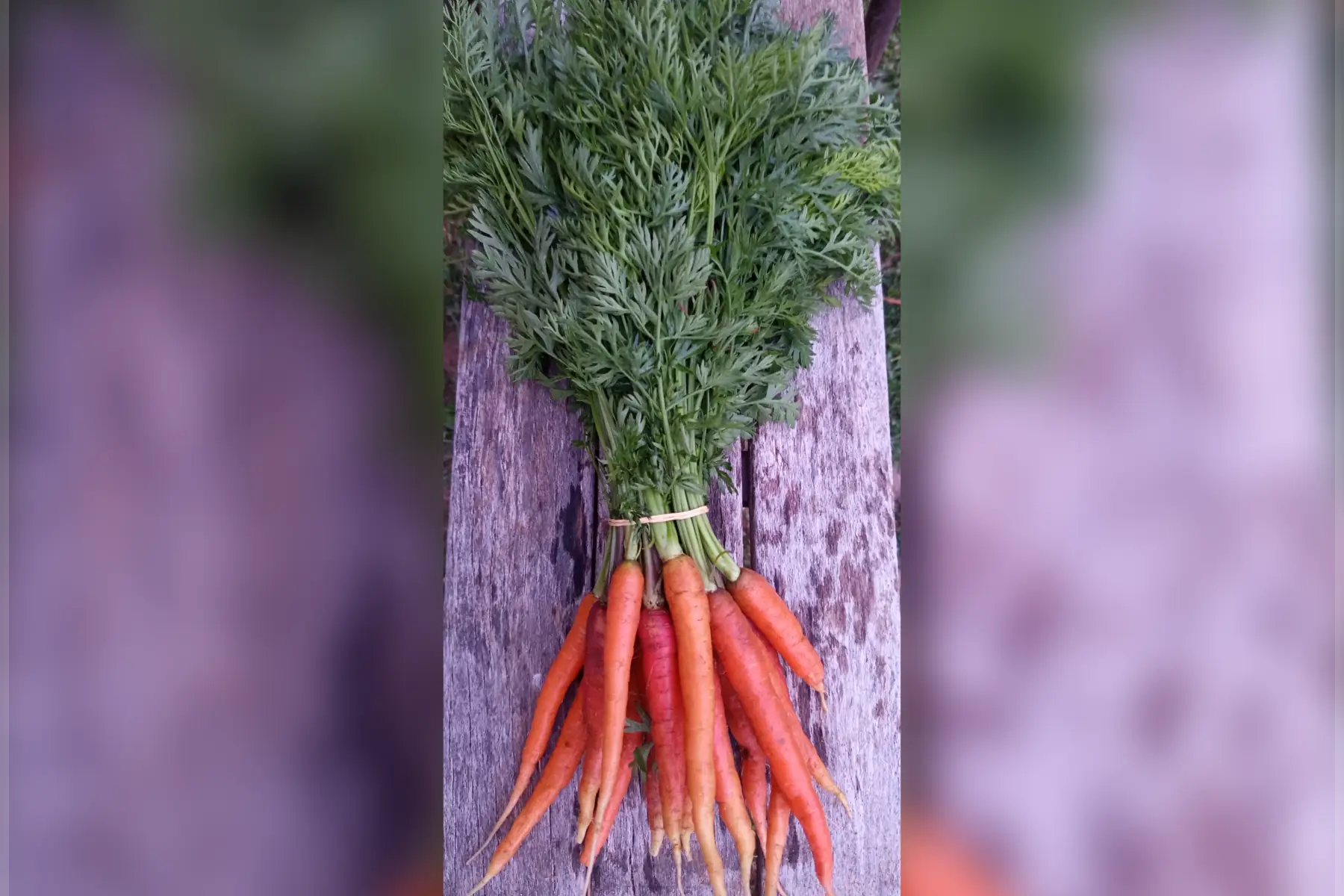 Botte carottes nouvelles