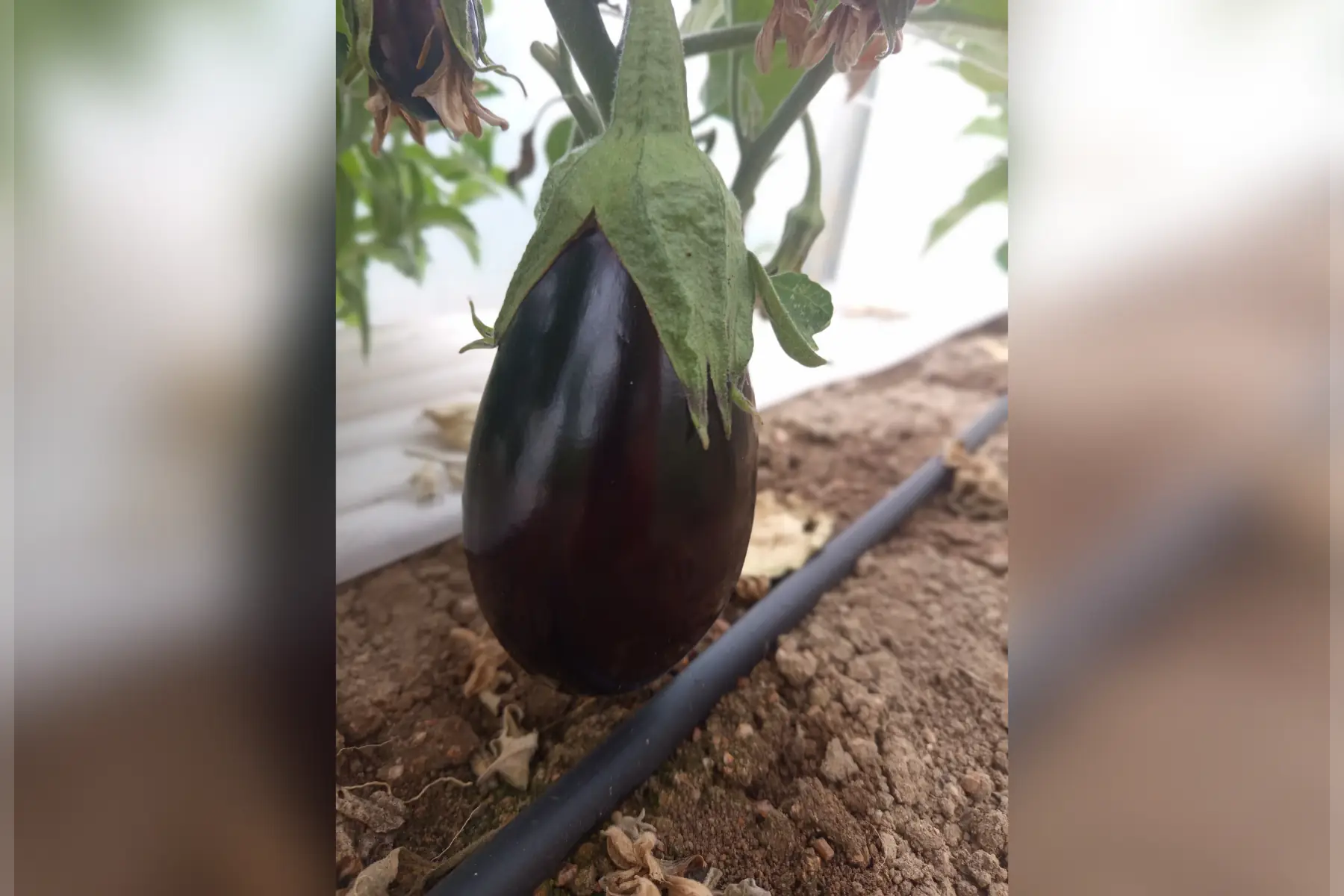 Aubergine Black Pearl