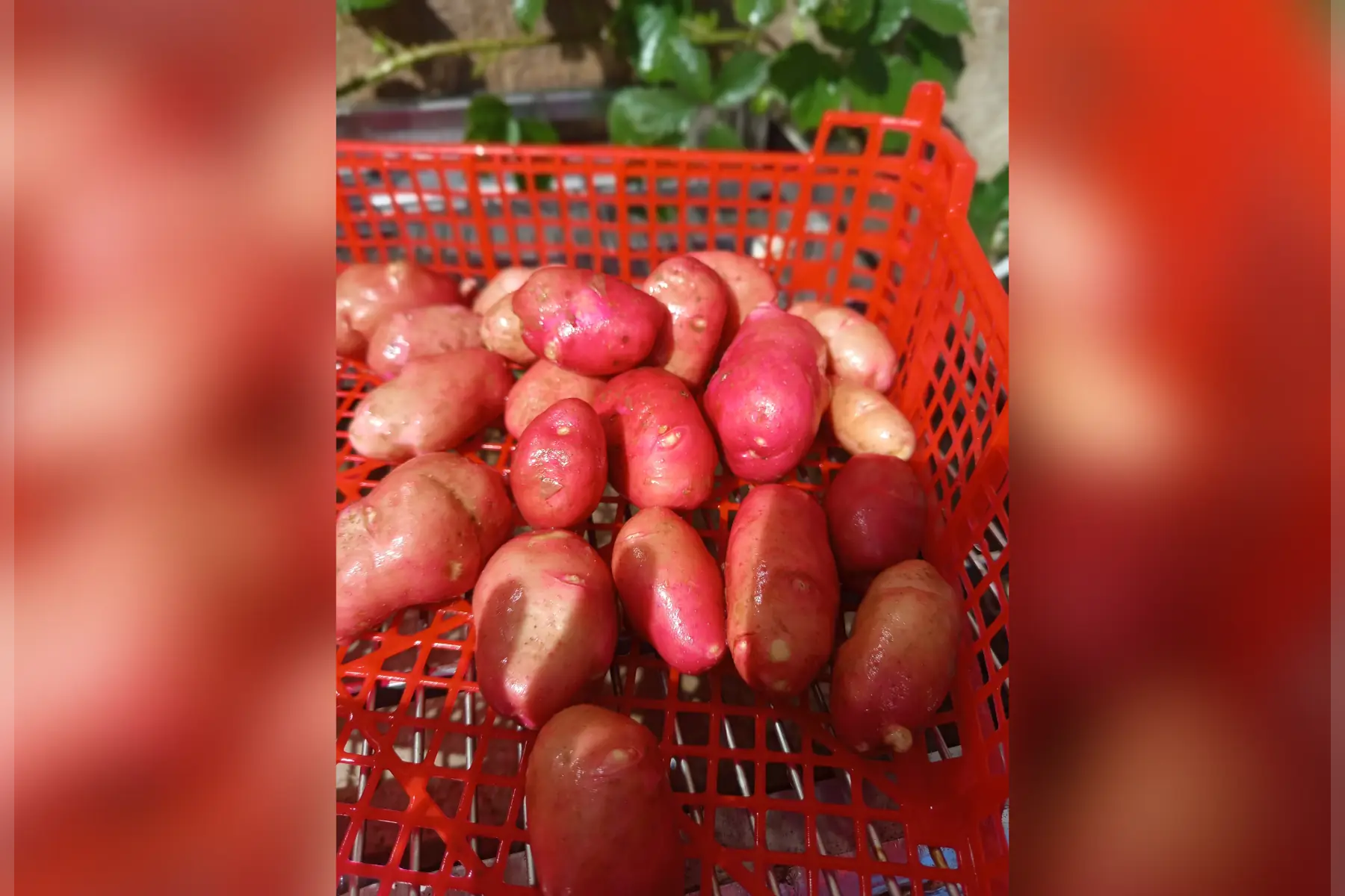 Pomme de terre primeur