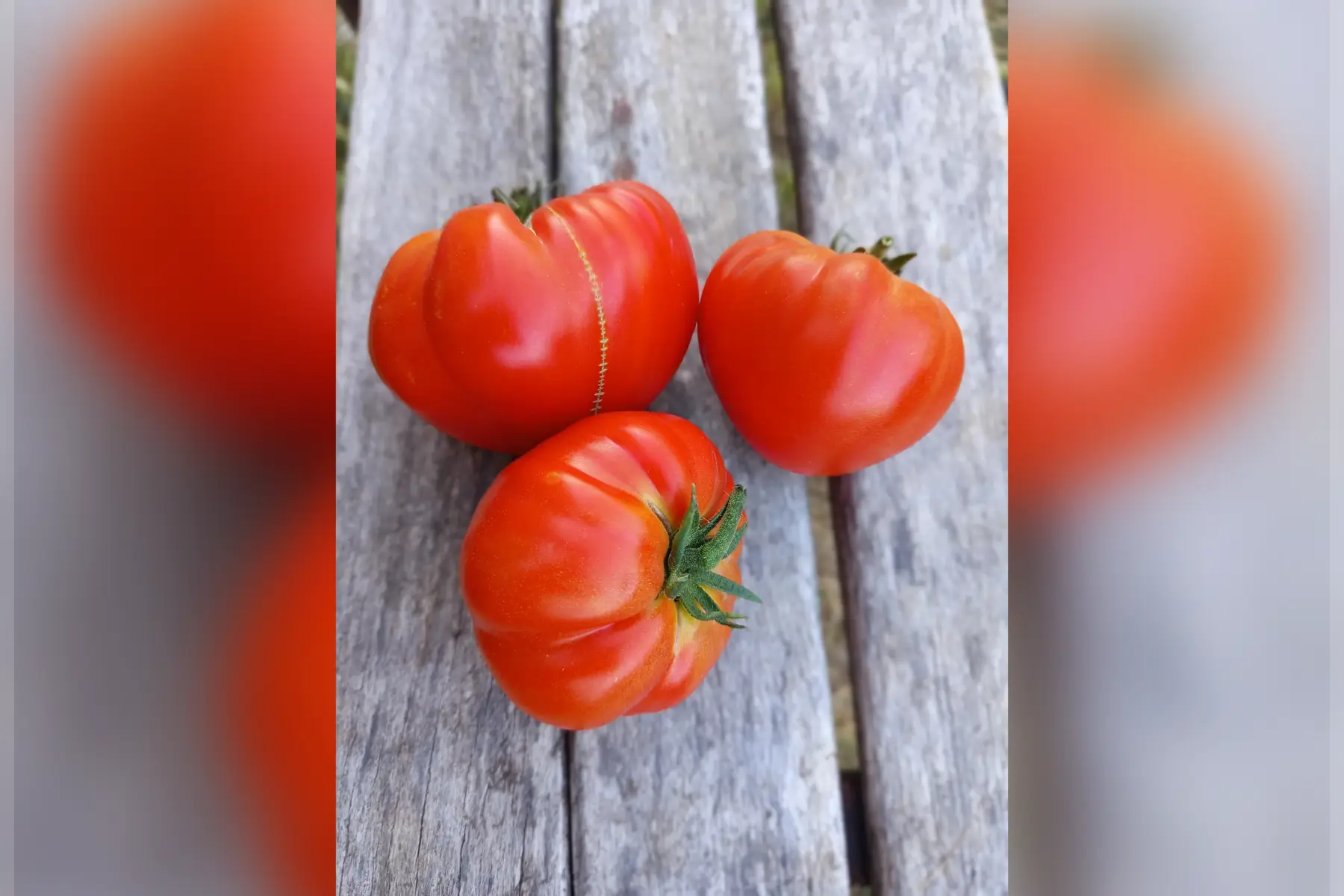 Tomate Cœur de Bœuf Diamandia
