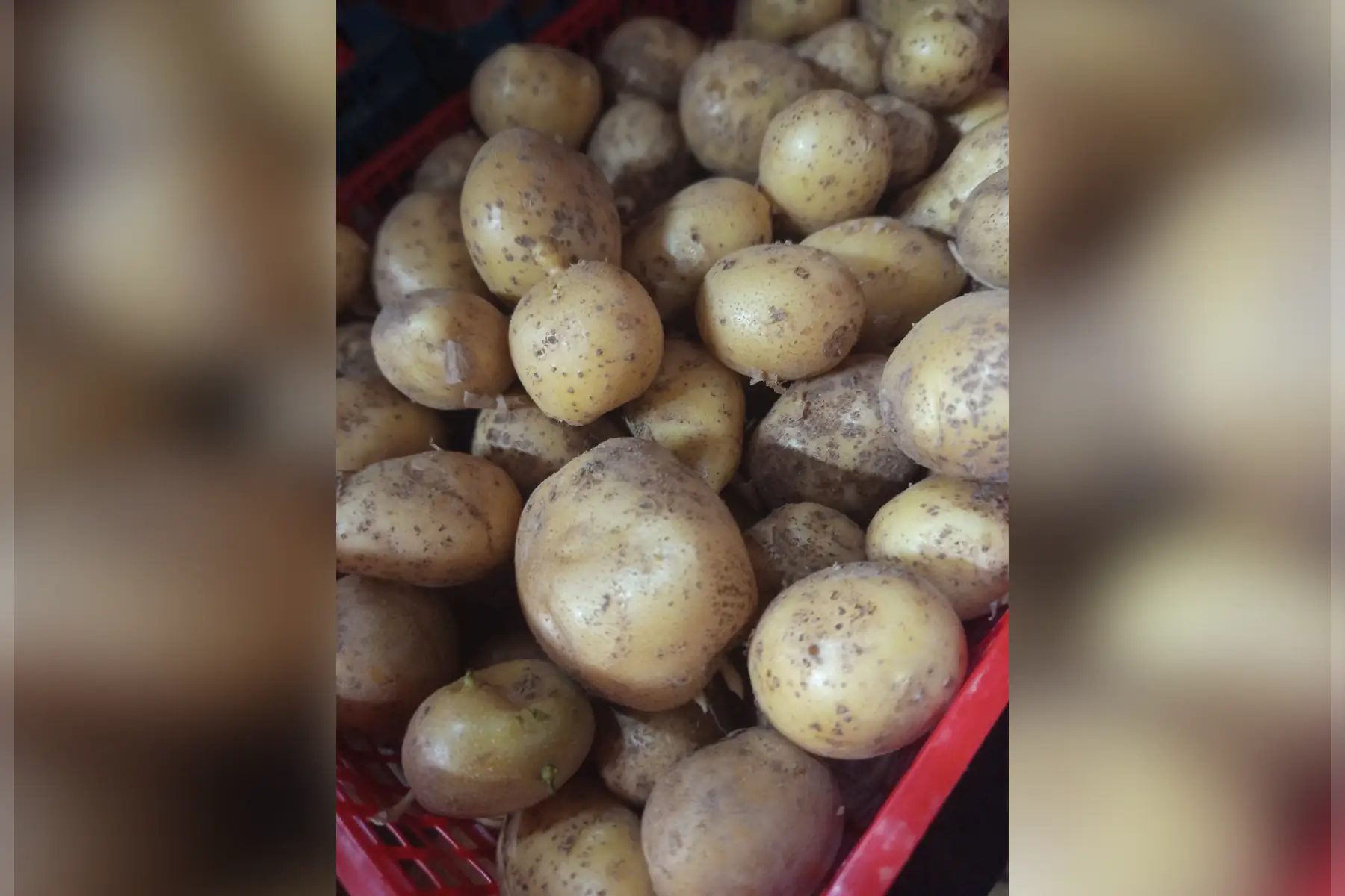 Pomme de terre NOUVELLE