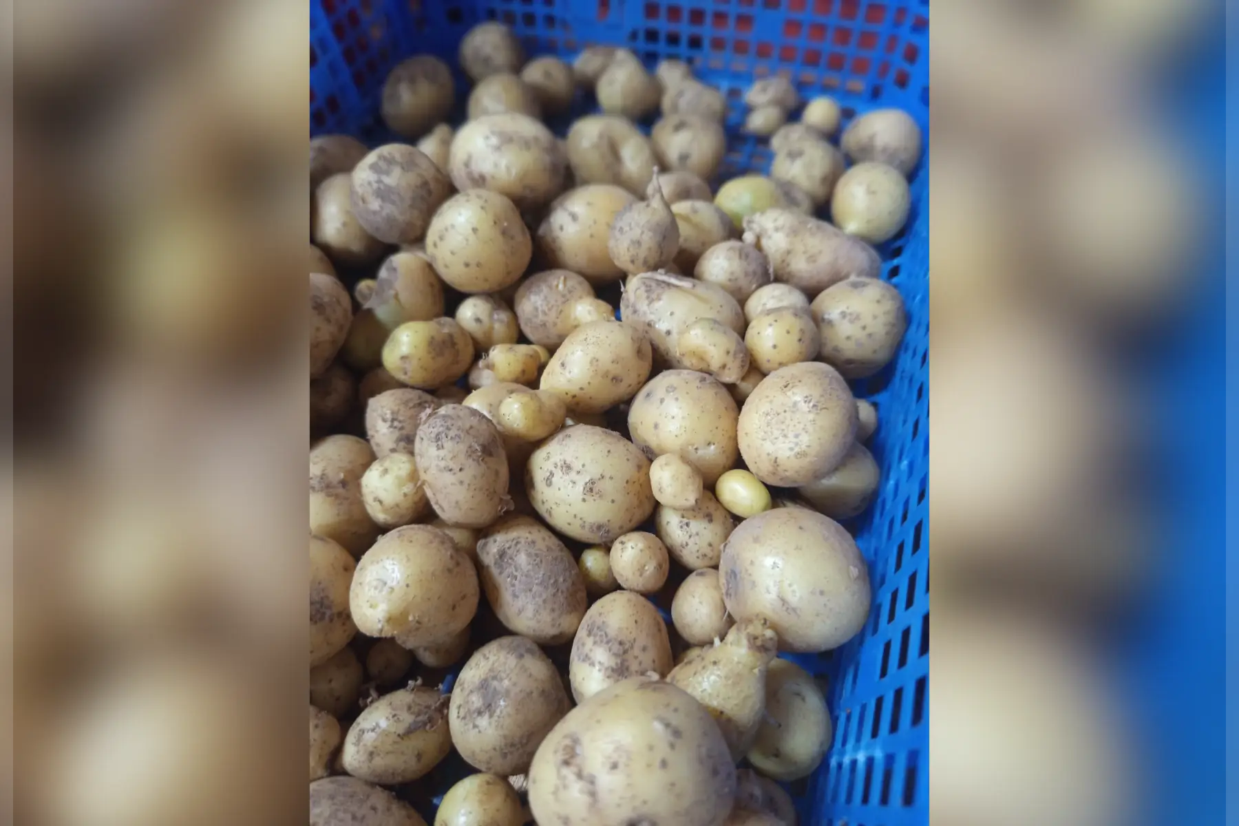 Pomme de terre grenaille