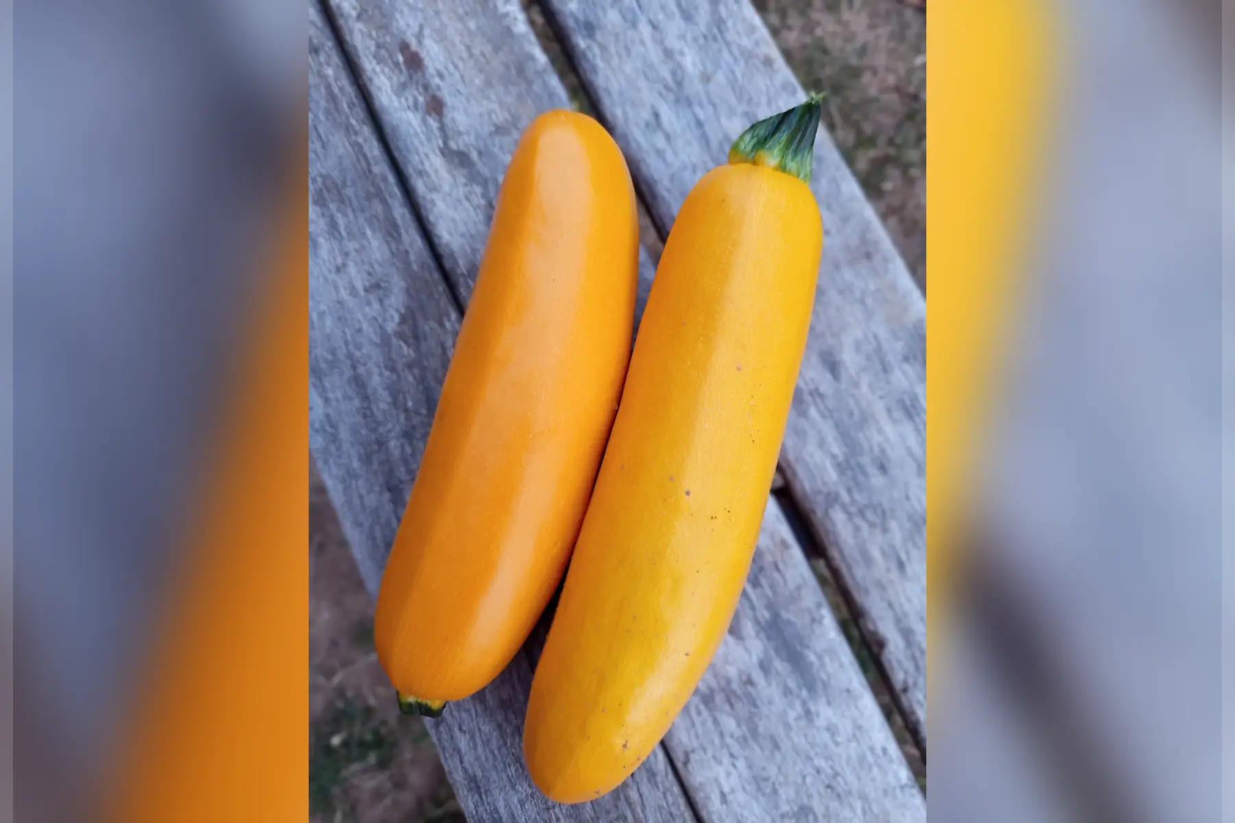 Courgette Jaune