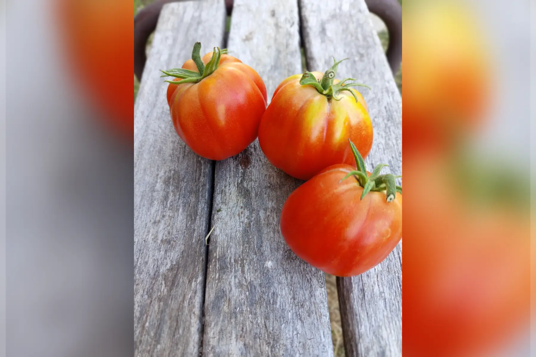 Tomate côtelée Aumônière