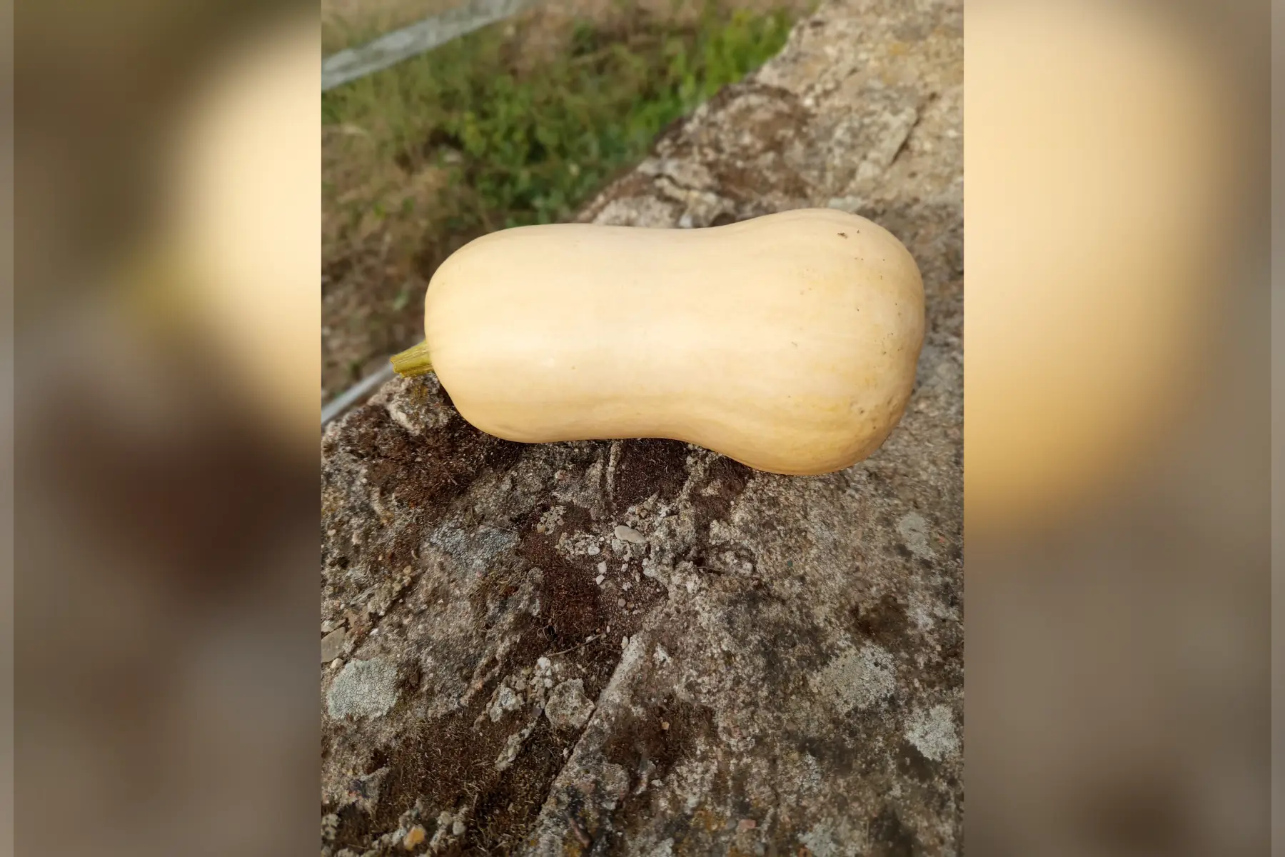 Butternut
