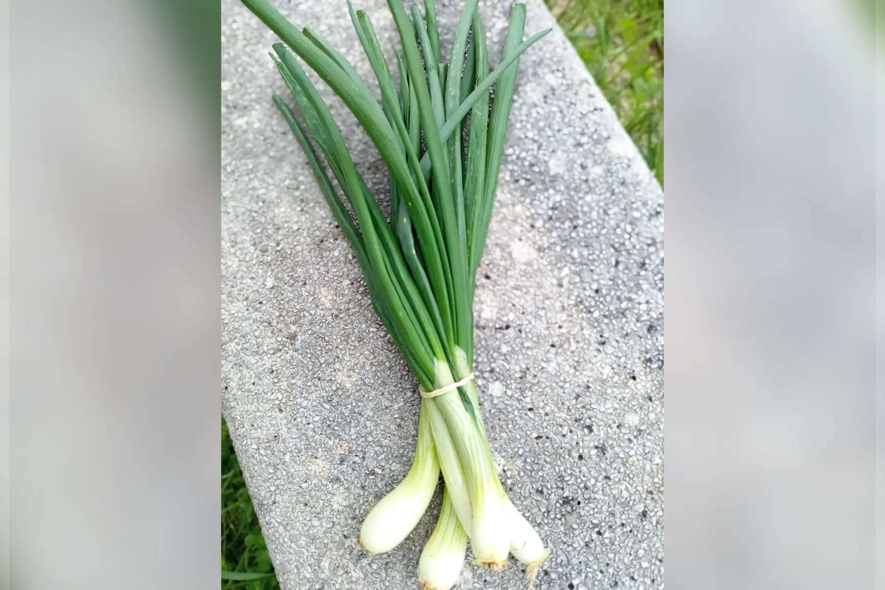 Oignon Botte Frais