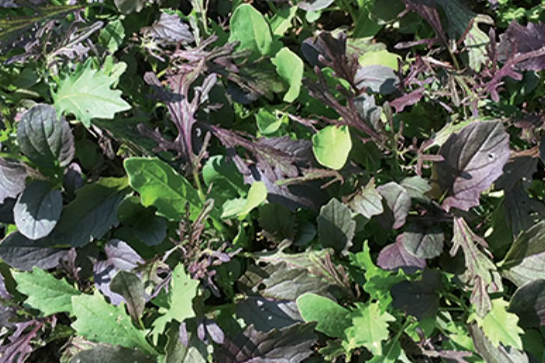 Mesclun Asiatique