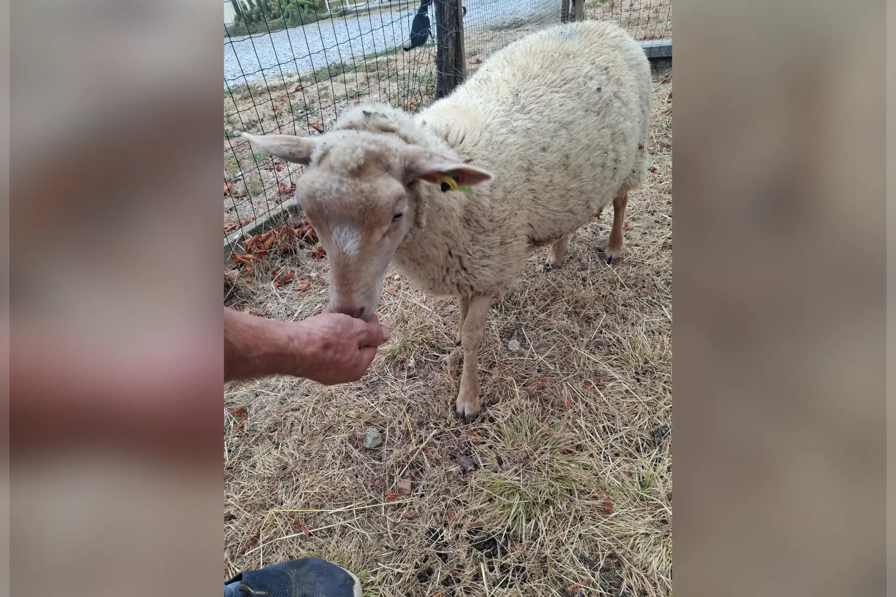 Agnelle 8 mois pour écopâturage