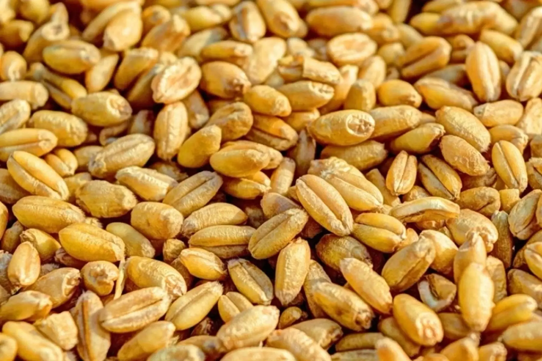 Blé