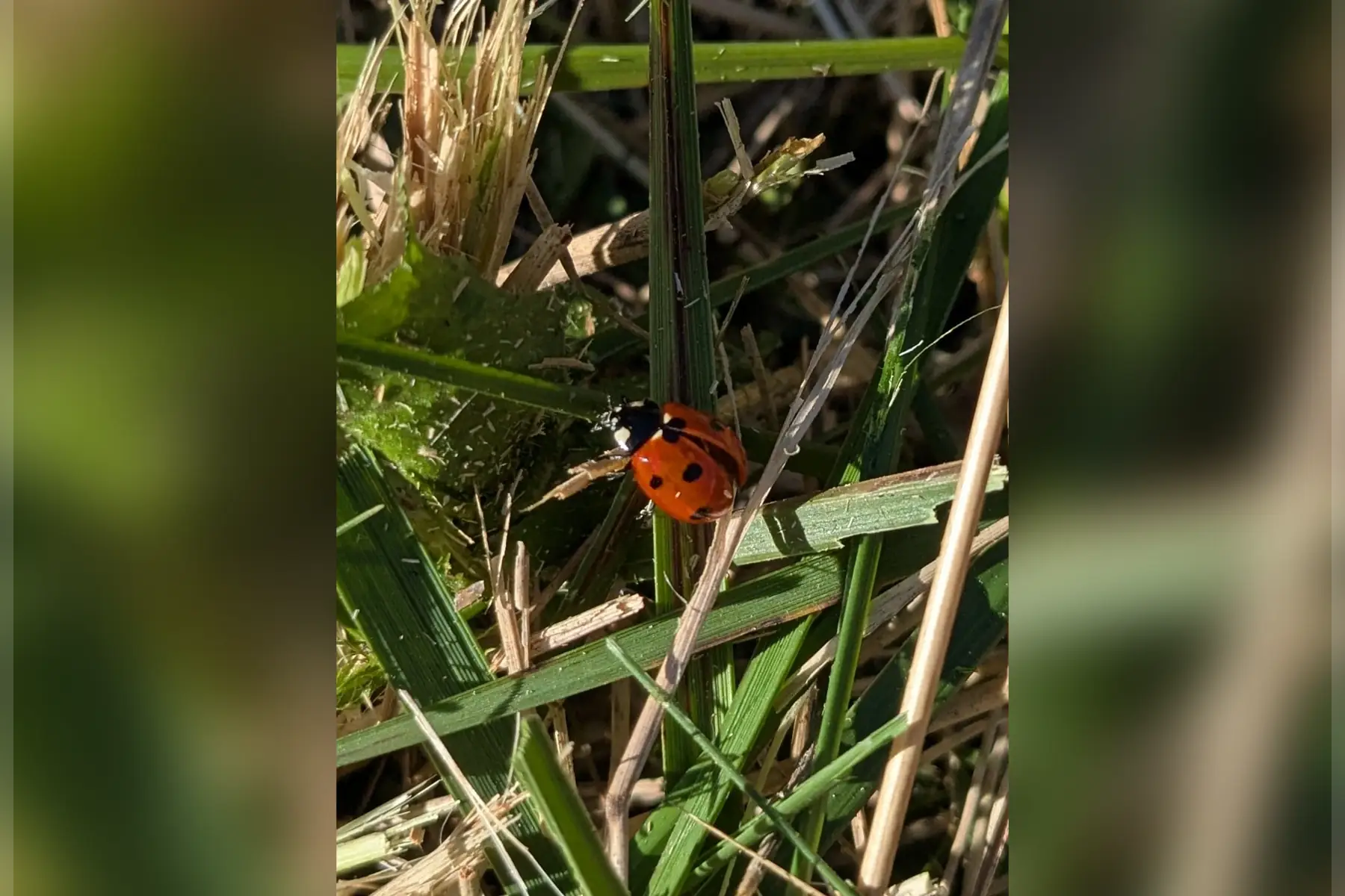 AU JARDIN DU SOLEIL