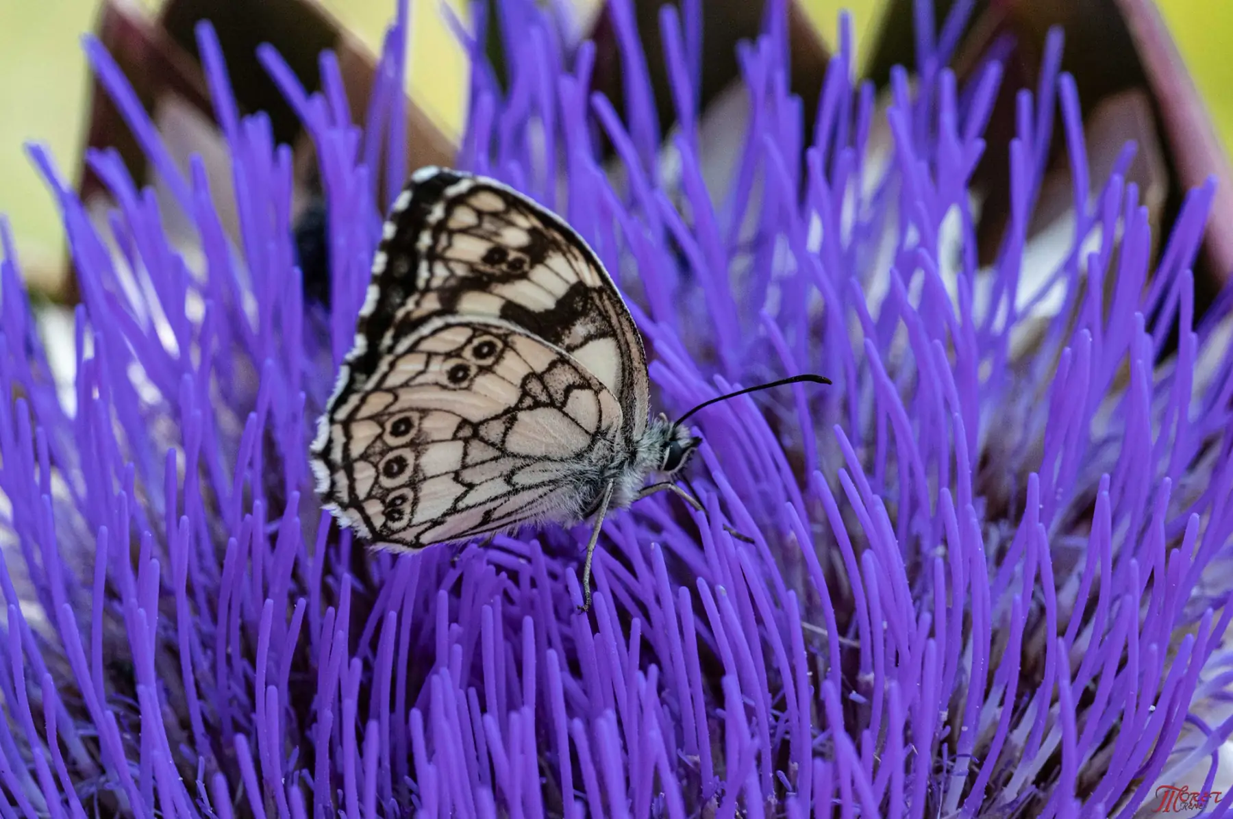AU JARDIN DU SOLEIL