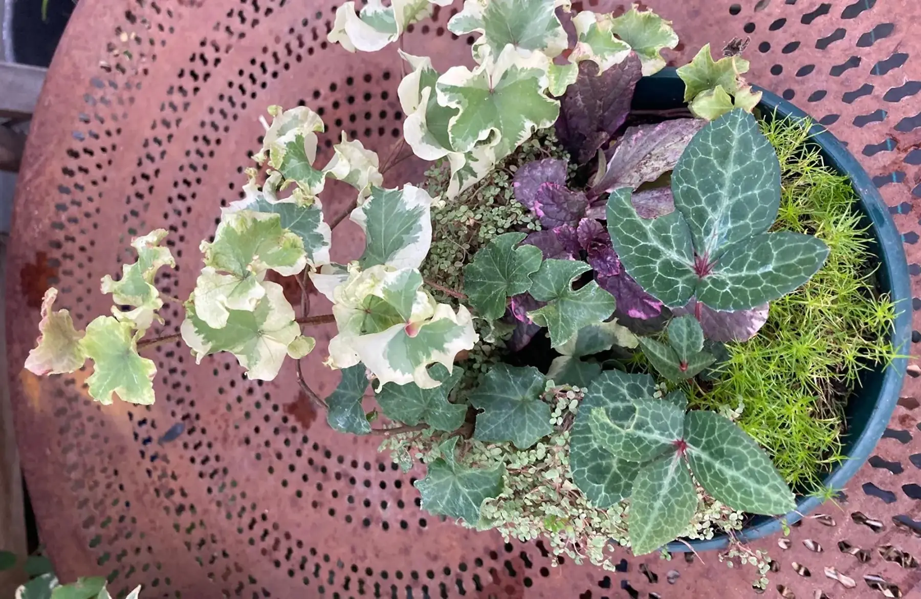 Coupe de vivaces à planter à l'ombre