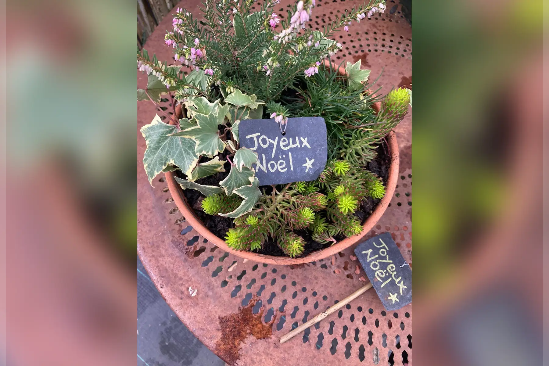 Coupe de vivaces à planter au soleil ou à mi-ombre